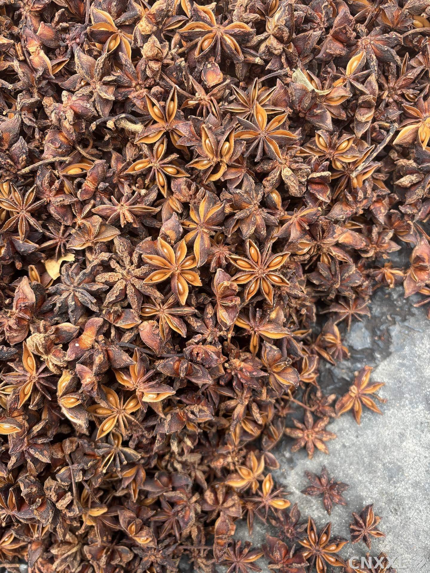 spice_26387_1e09d0ea_3.jpg