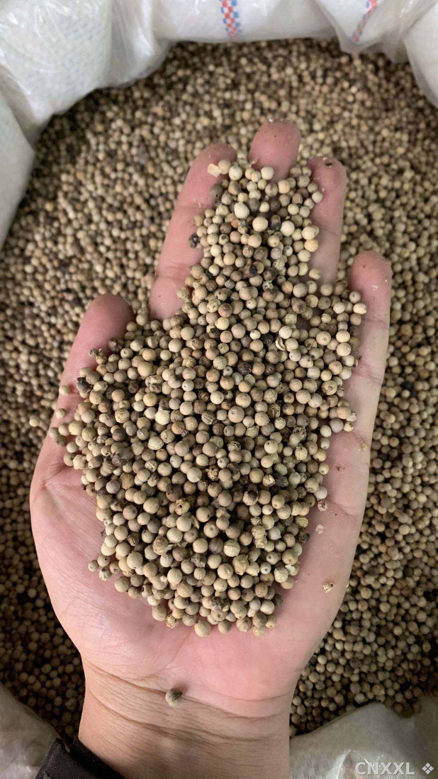 spice_26390_55deabf2_1.jpg
