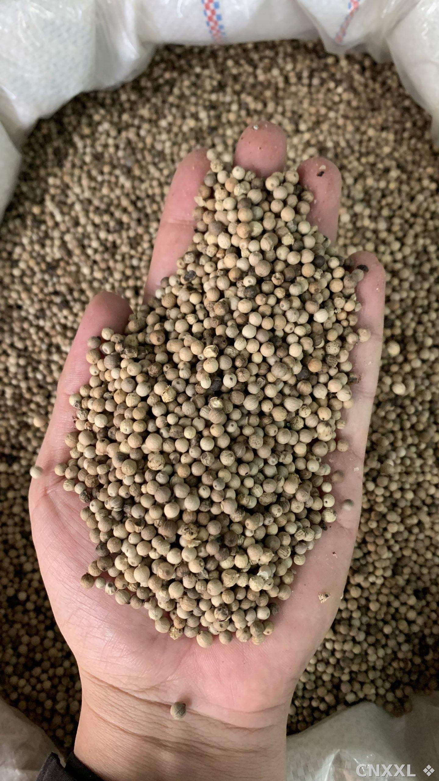 spice_26390_59ec15bc_2.jpg