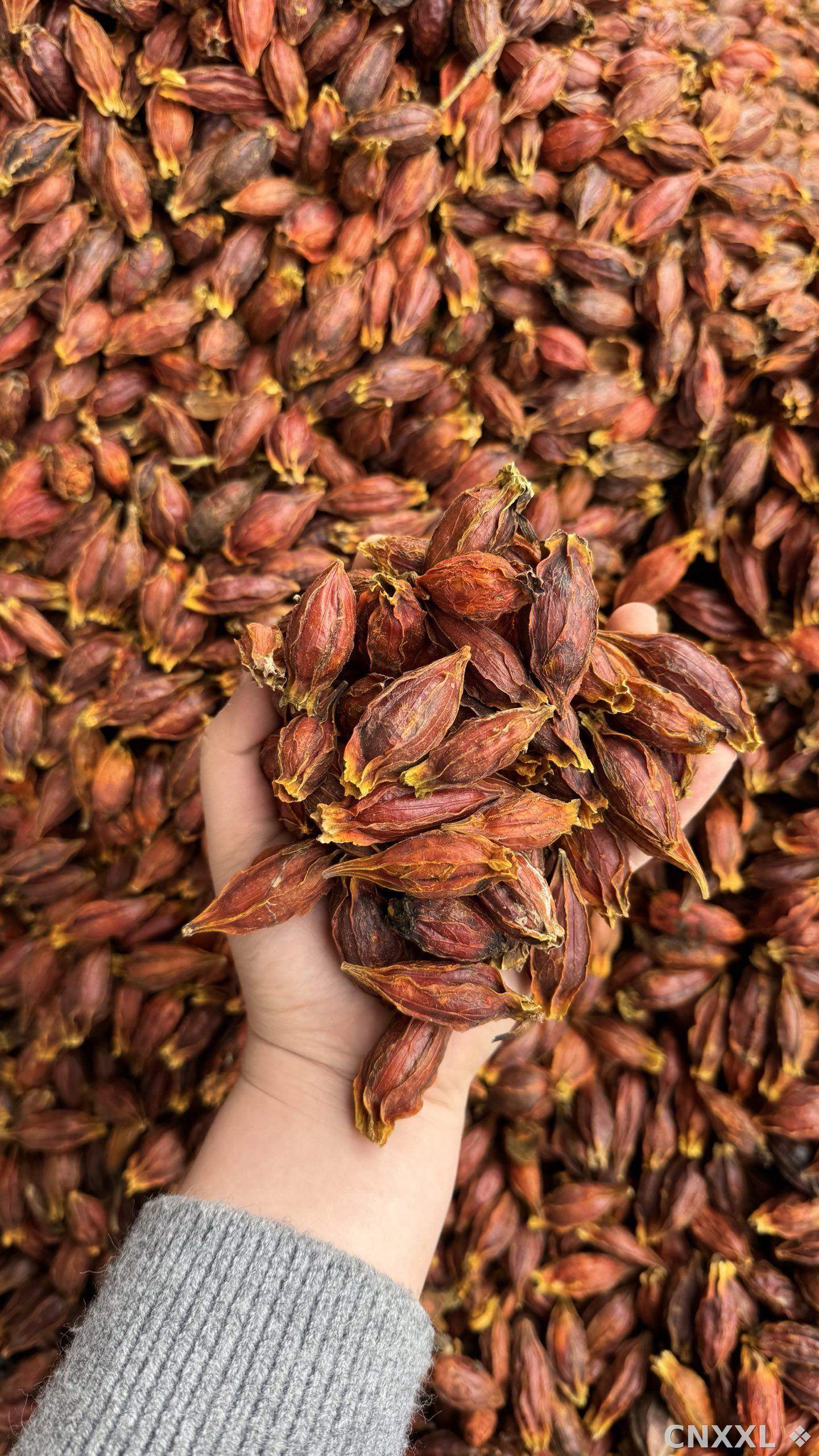 spice_26393_0eecd953_2.jpg