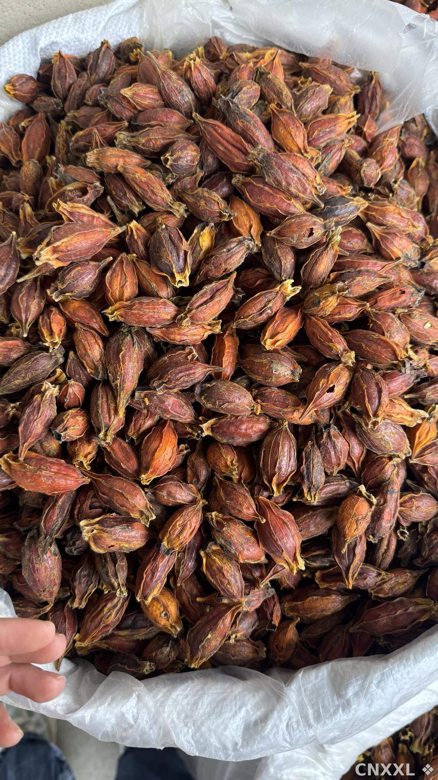 spice_26394_927072ae_3.jpg