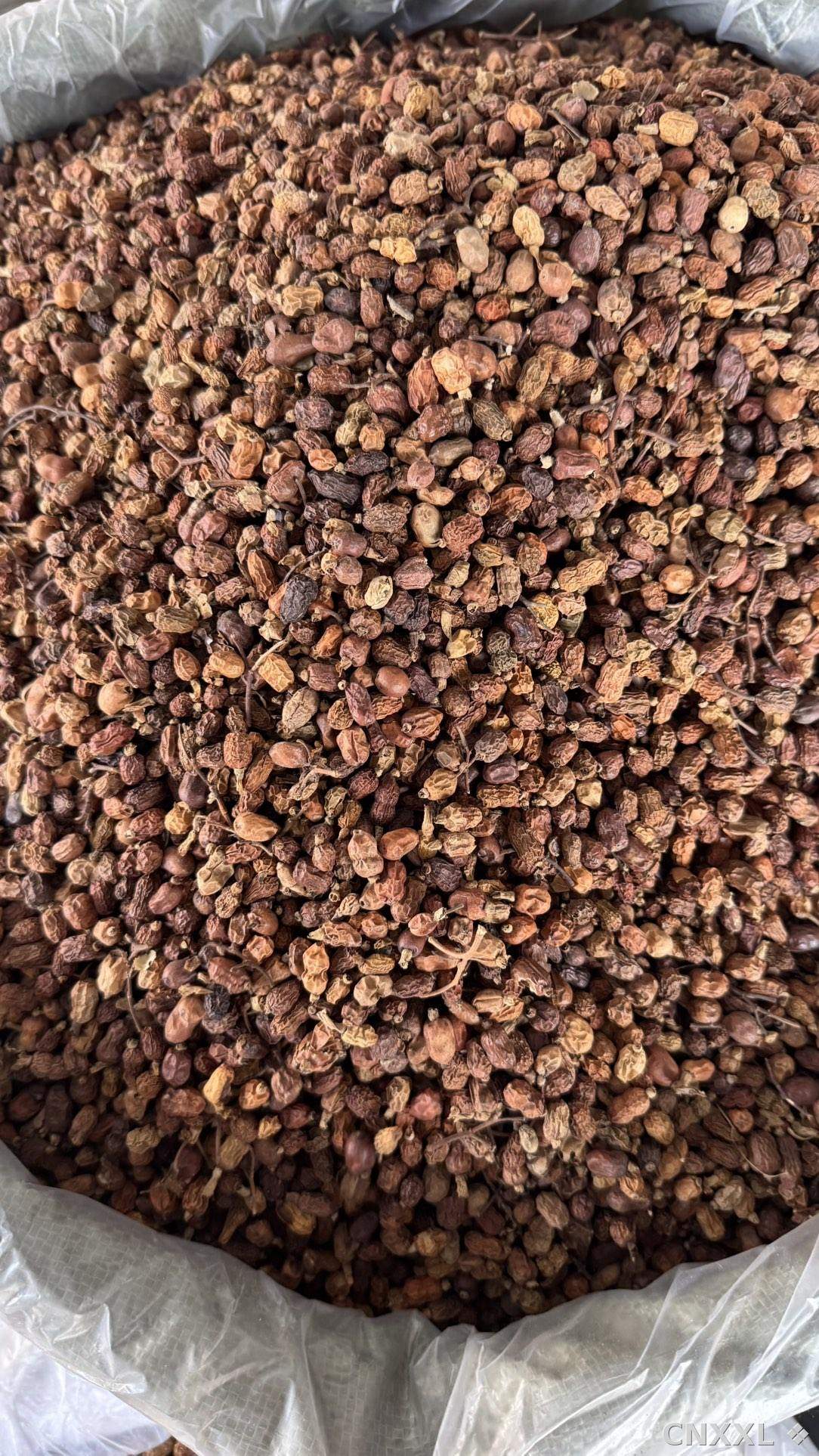 spice_26397_b914fb4a_3.jpg