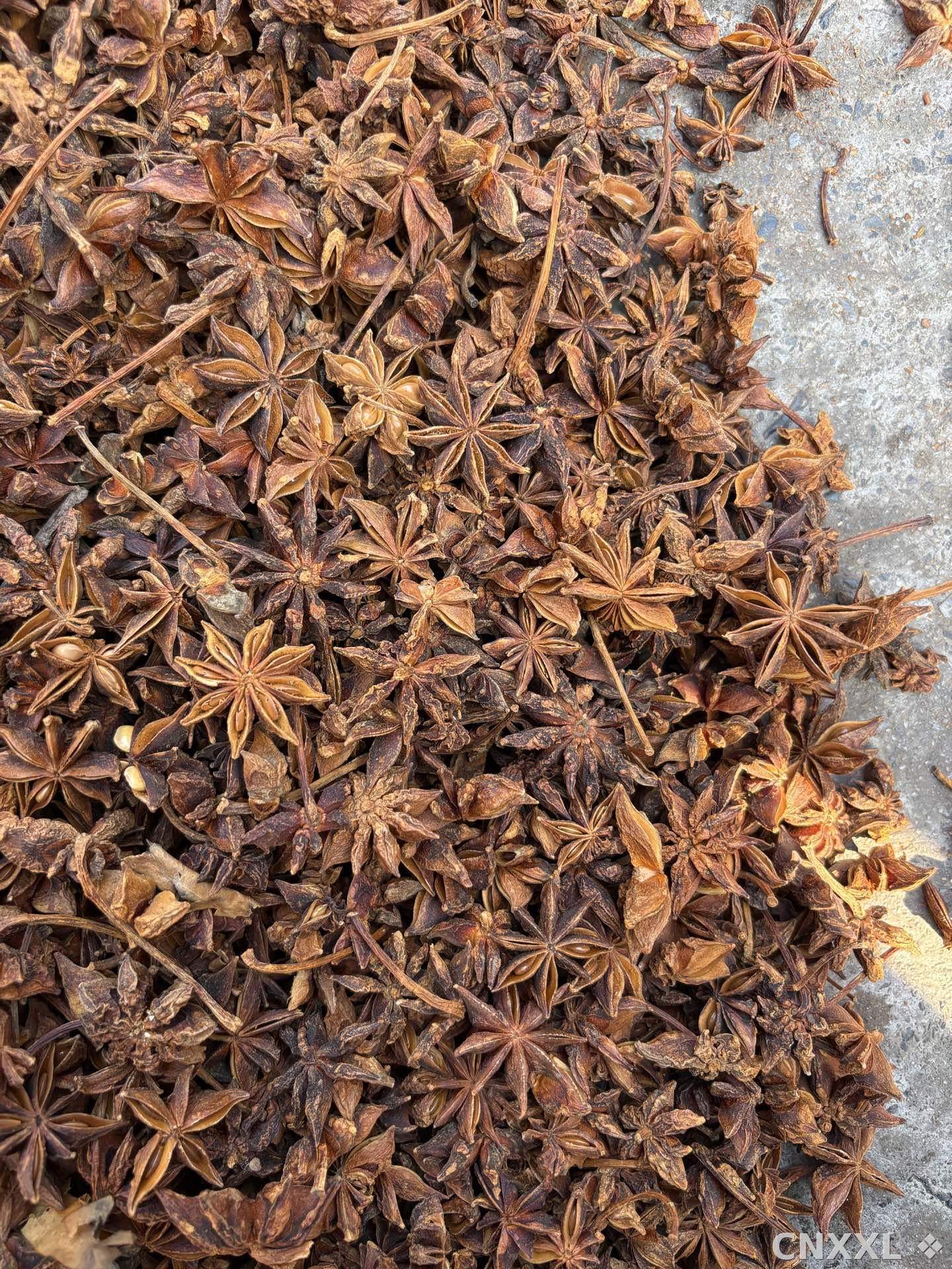 spice_26404_f55dbc4e_3.jpg