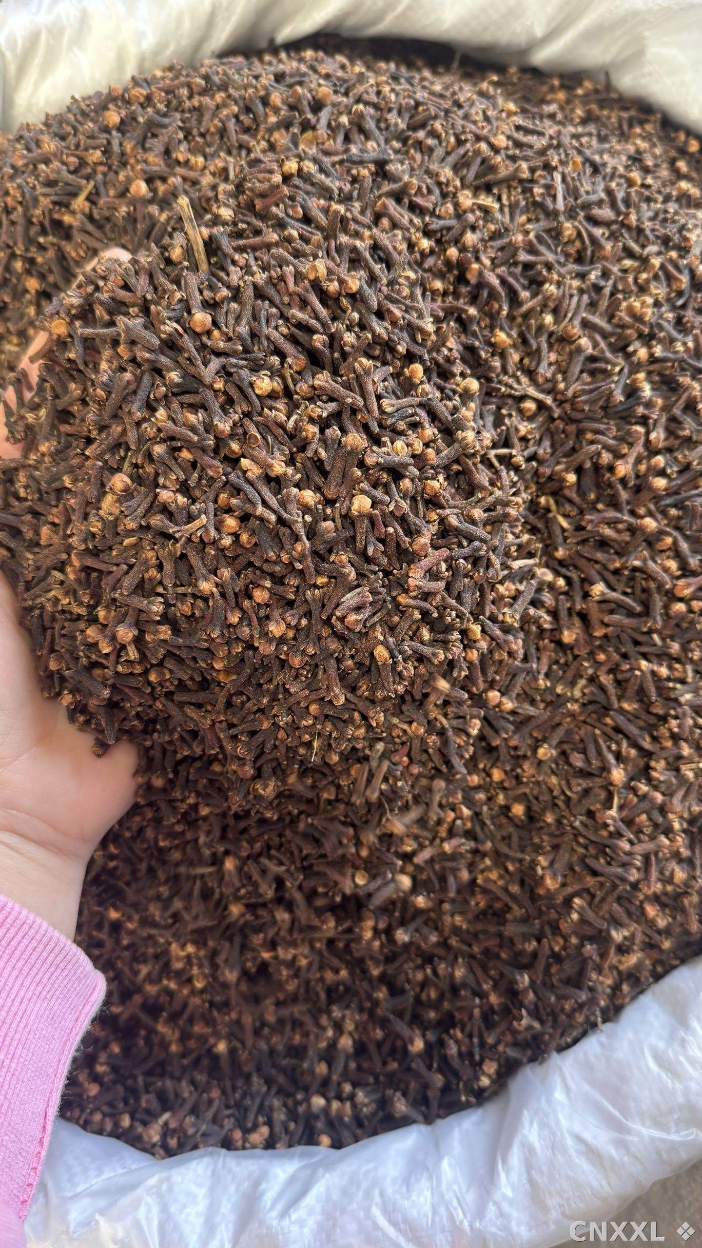 spice_26407_3d5fe323_2.jpg