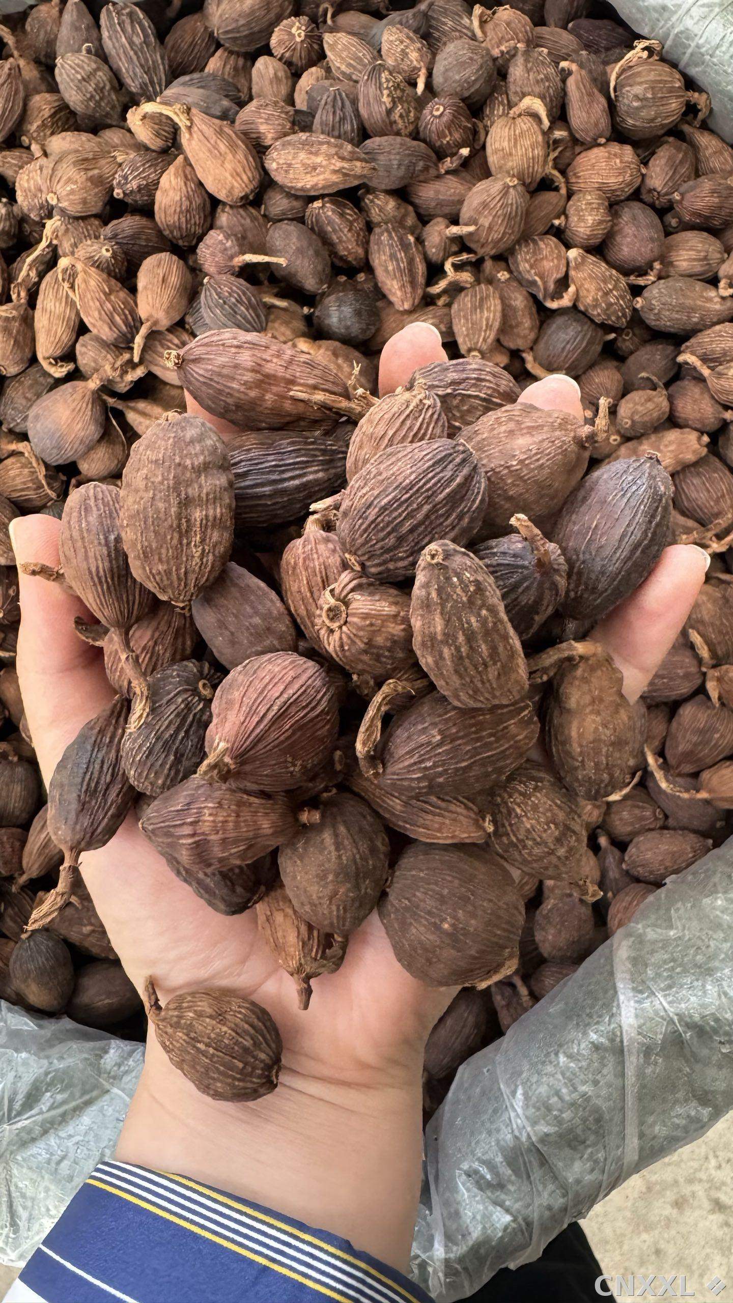 spice_26409_1b8a1dd2_2.jpg