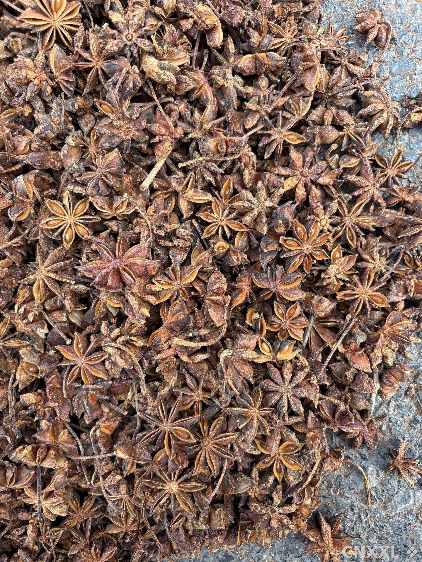 spice_26411_a83c9369_3.jpg