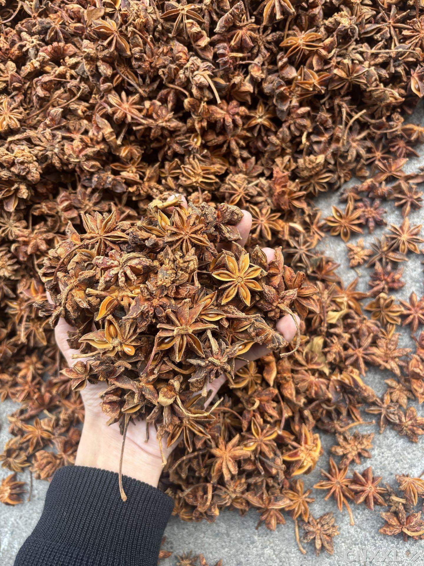 spice_26419_f5c10faf_1.jpg