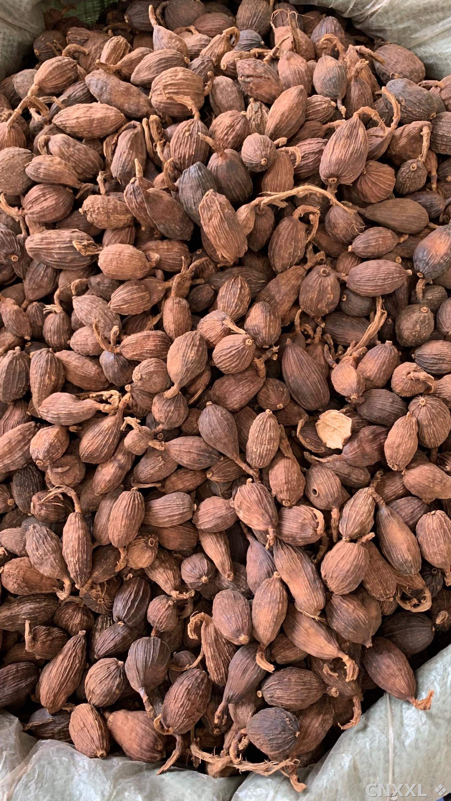 spice_26423_46e56a38_3.jpg