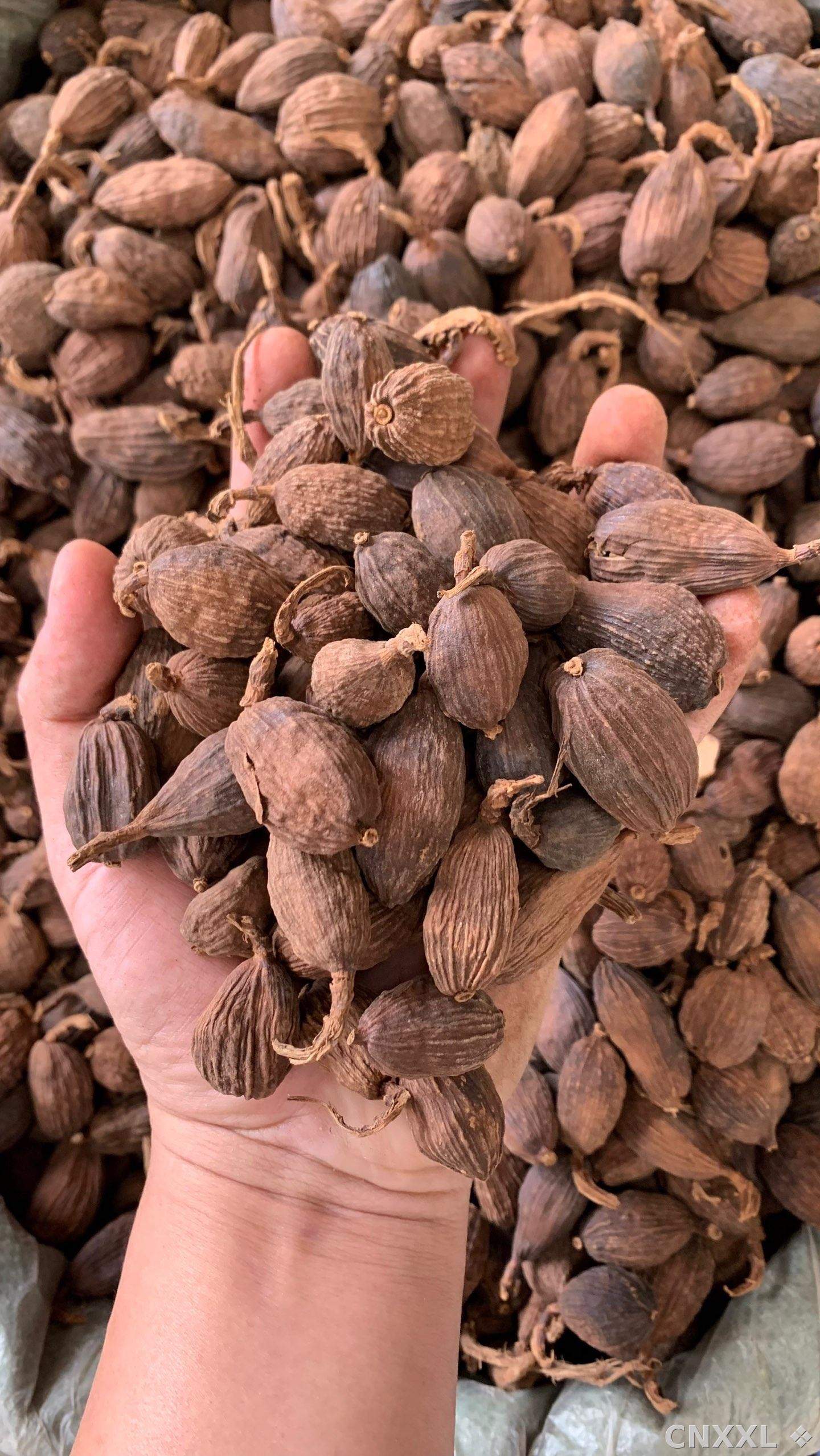 spice_26423_9c6056a5_2.jpg
