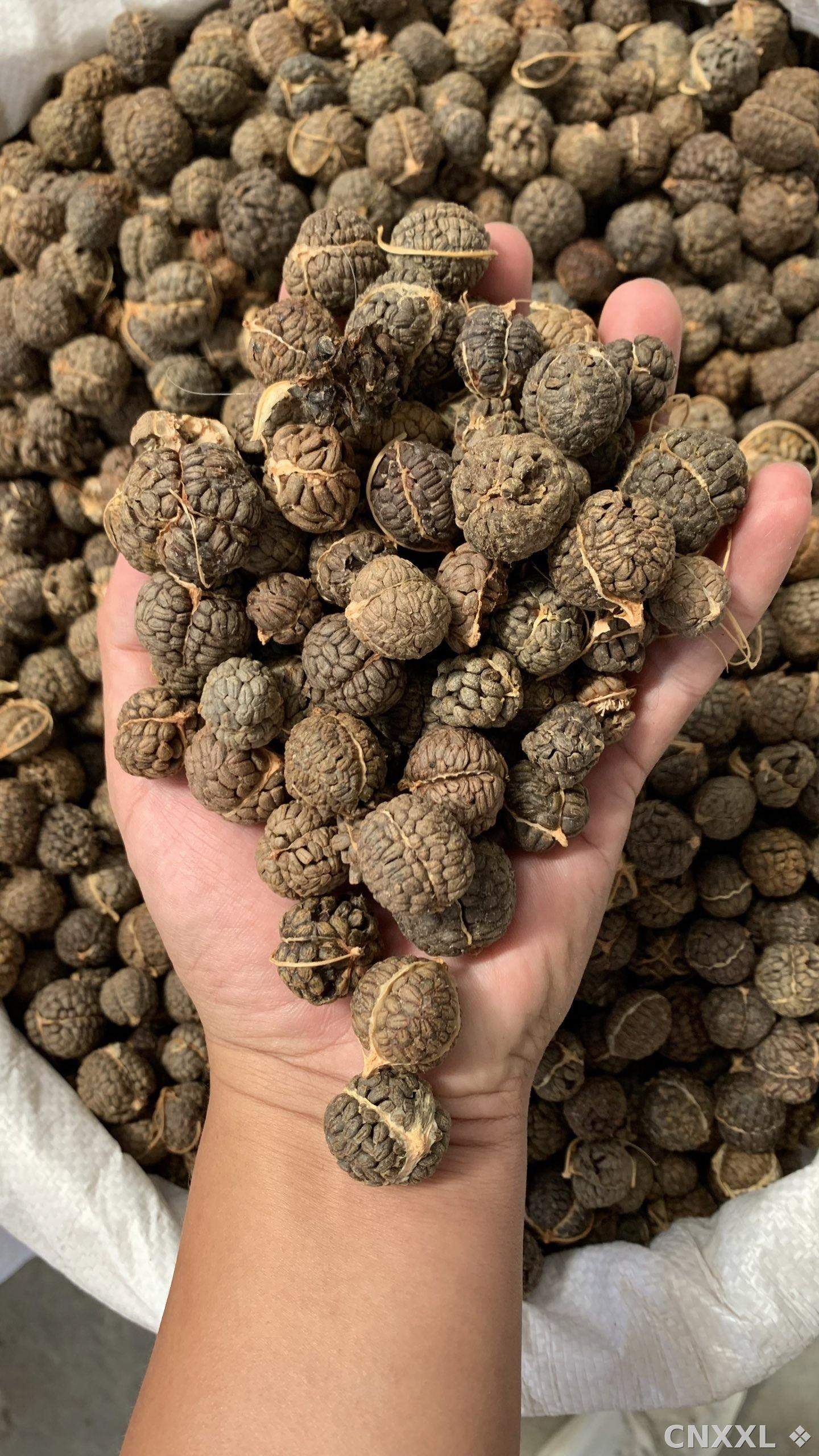 spice_26426_f82ae42c_2.jpg