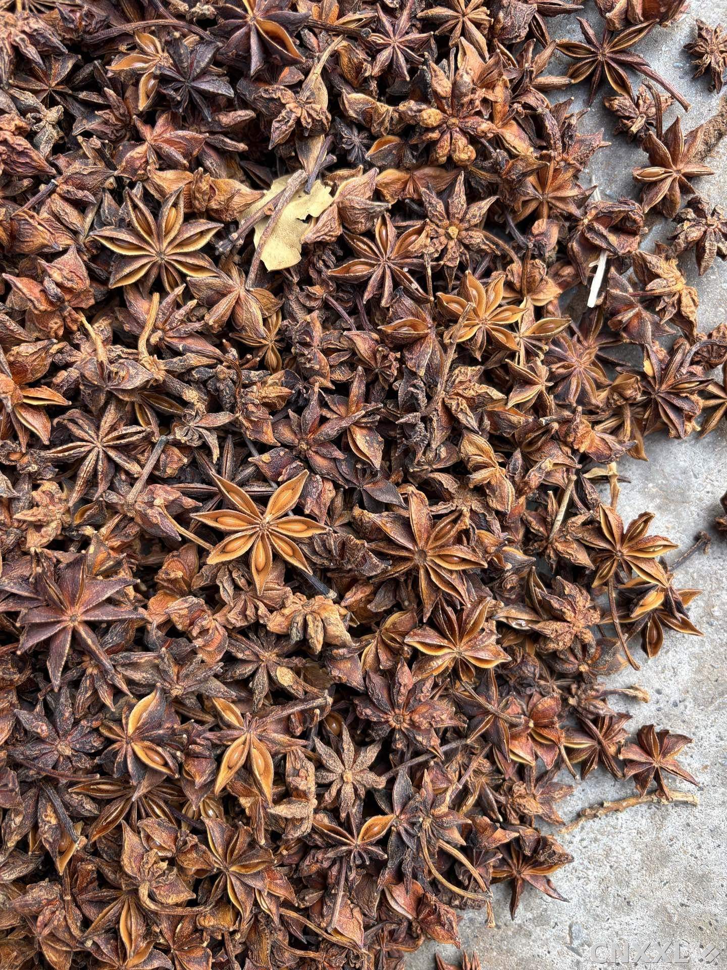 spice_26436_0f7da3cb_3.jpg