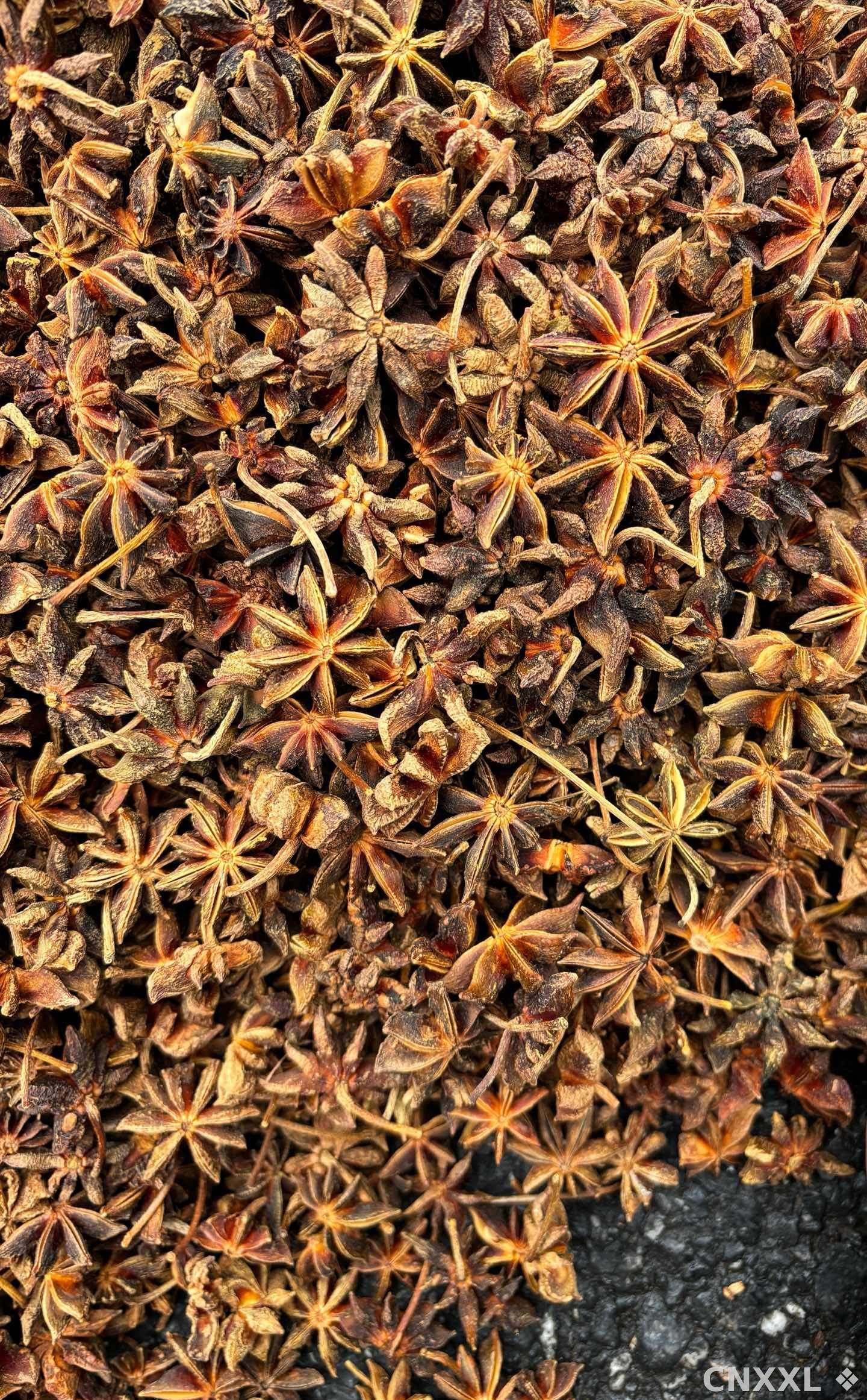 spice_26443_768c7d64_3.jpg