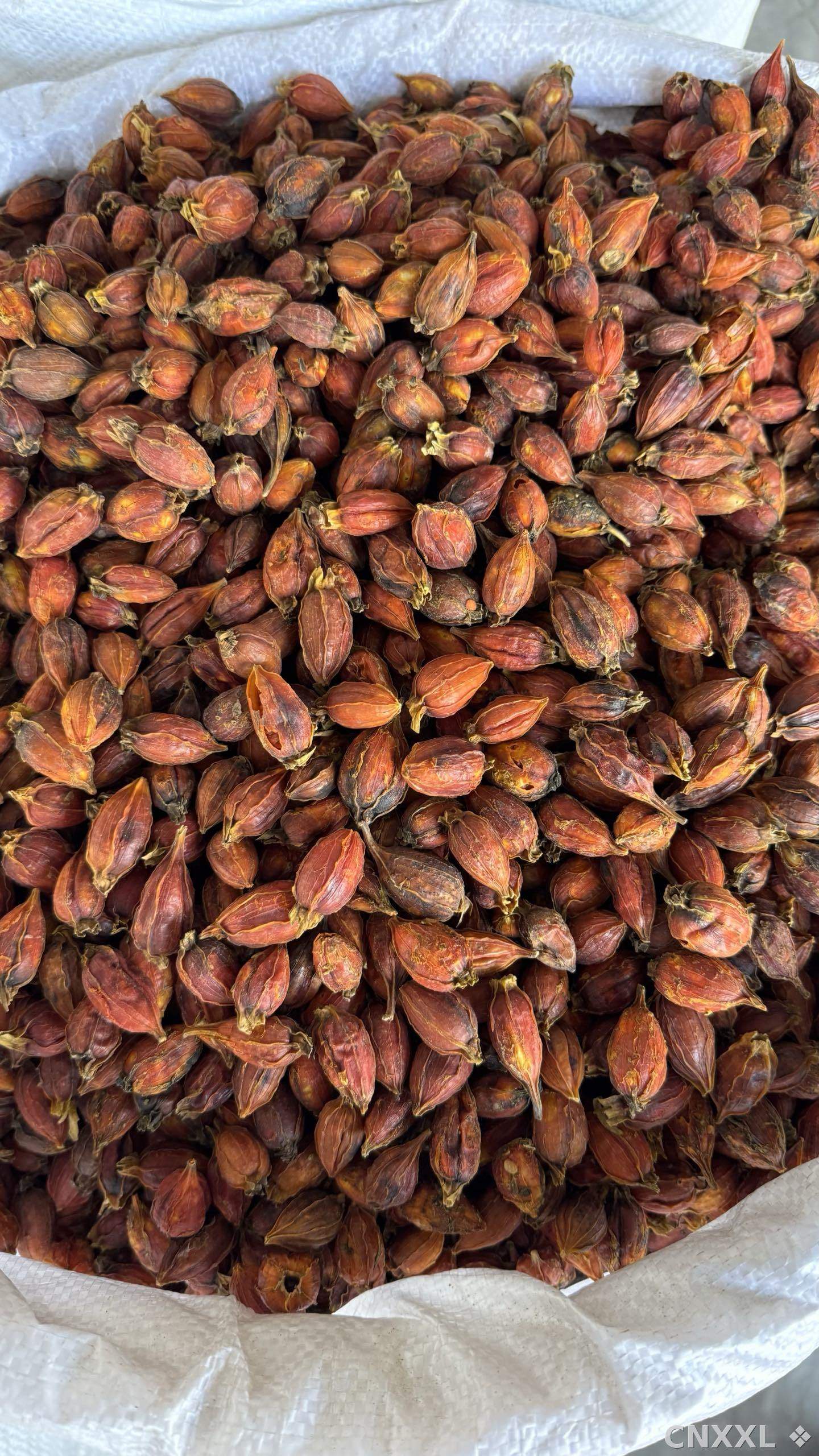 spice_10145_0dbe9bfa_3.jpg