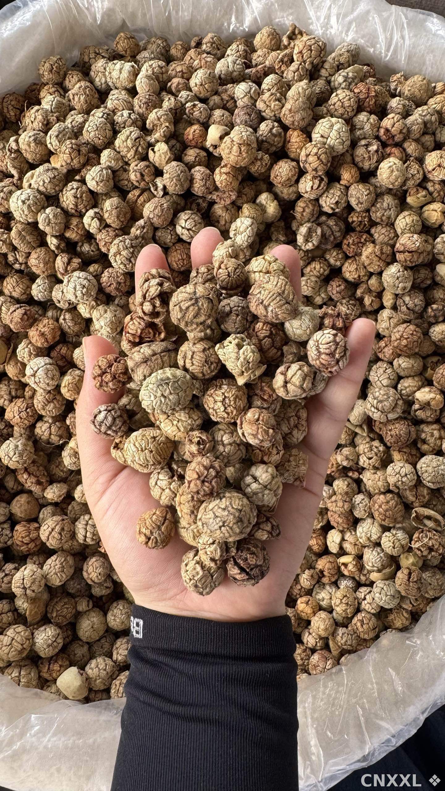 spice_10153_2f6cecde_2.jpg