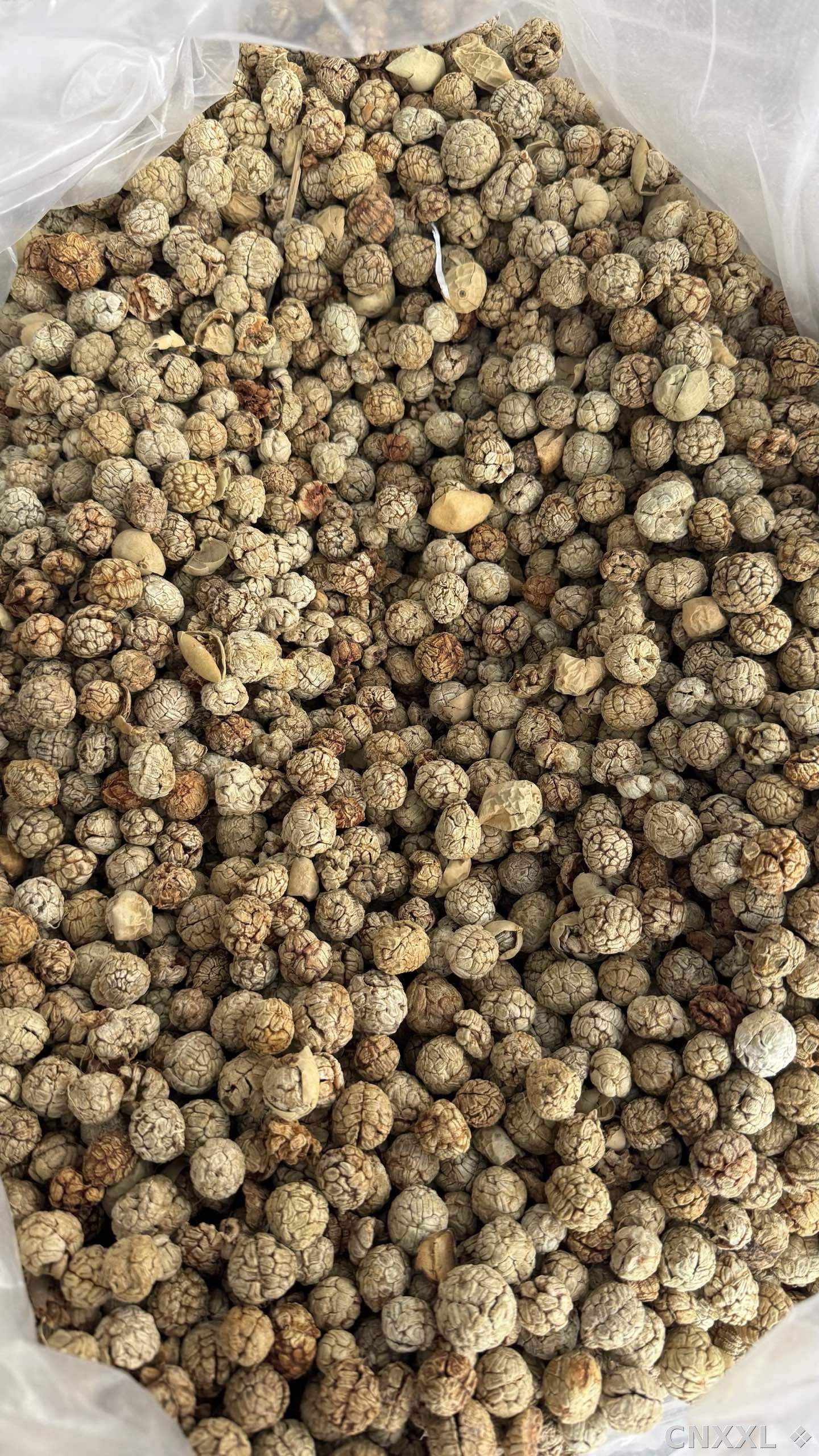 spice_10154_61118f87_3.jpg