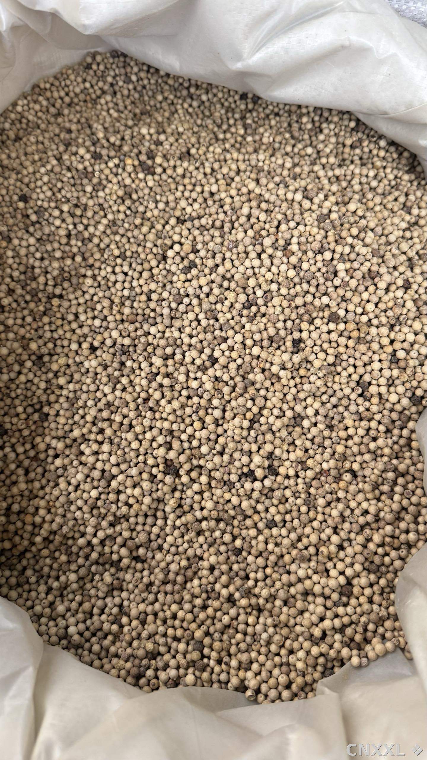 spice_1407444_e6de52e8_3.jpg