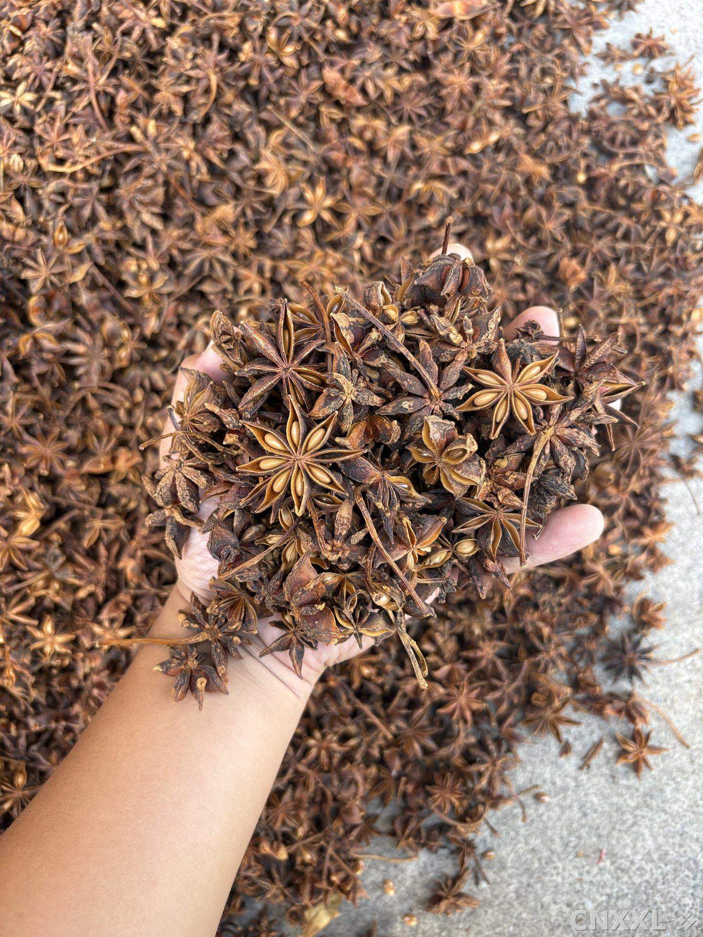 spice_14168_cbeb05b2_2.jpg