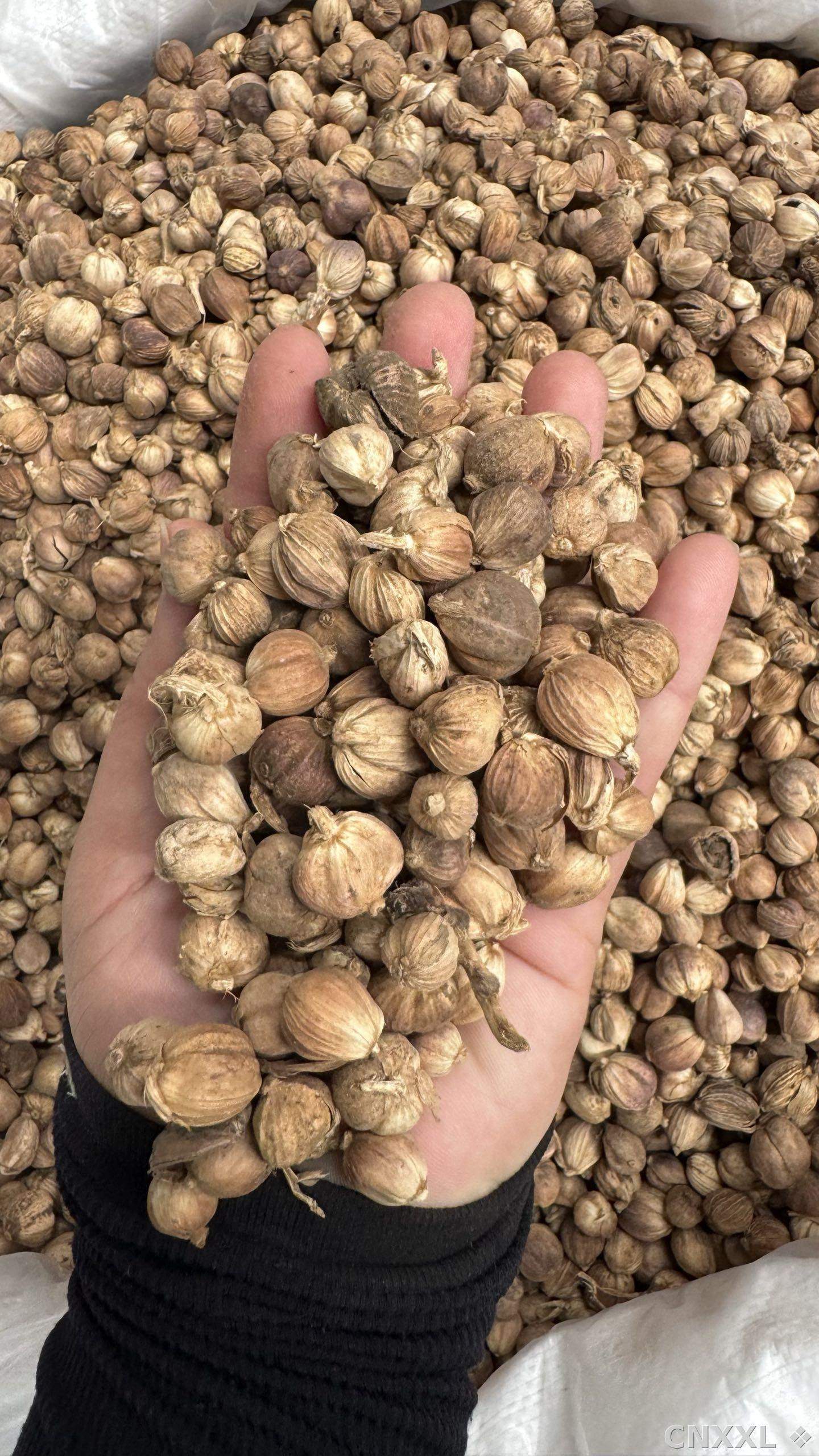 spice_148770_982dc46e_2.jpg