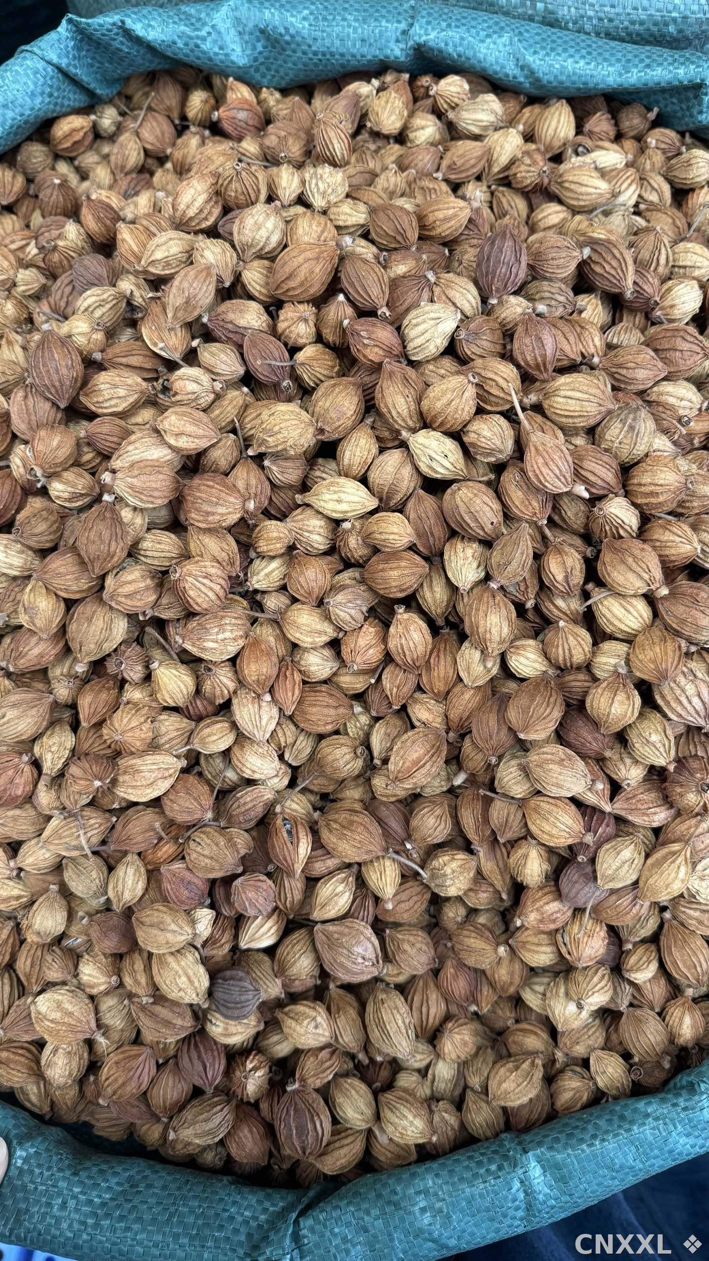 spice_1785480_0fe2bb8e_3.jpg