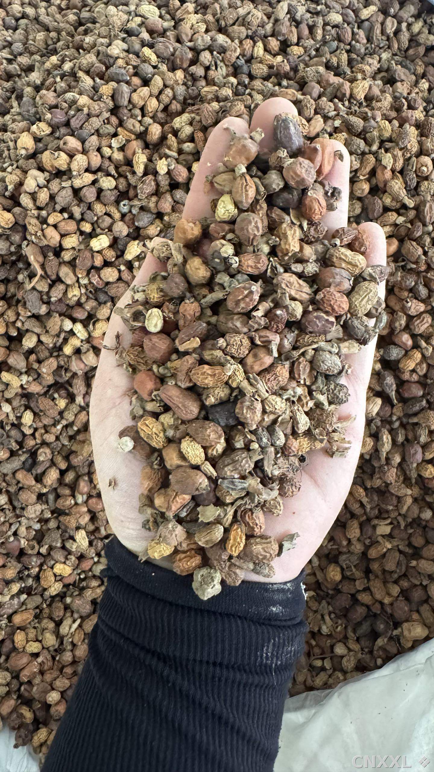 spice_18872_66490dd5_1.jpg