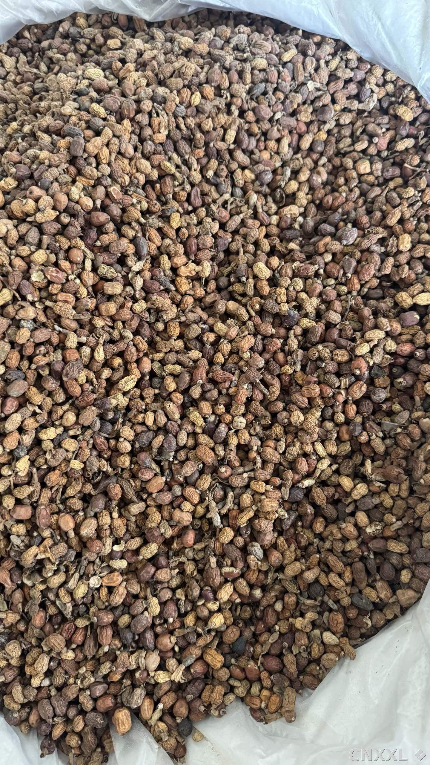 spice_18872_f2dc3f23_3.jpg