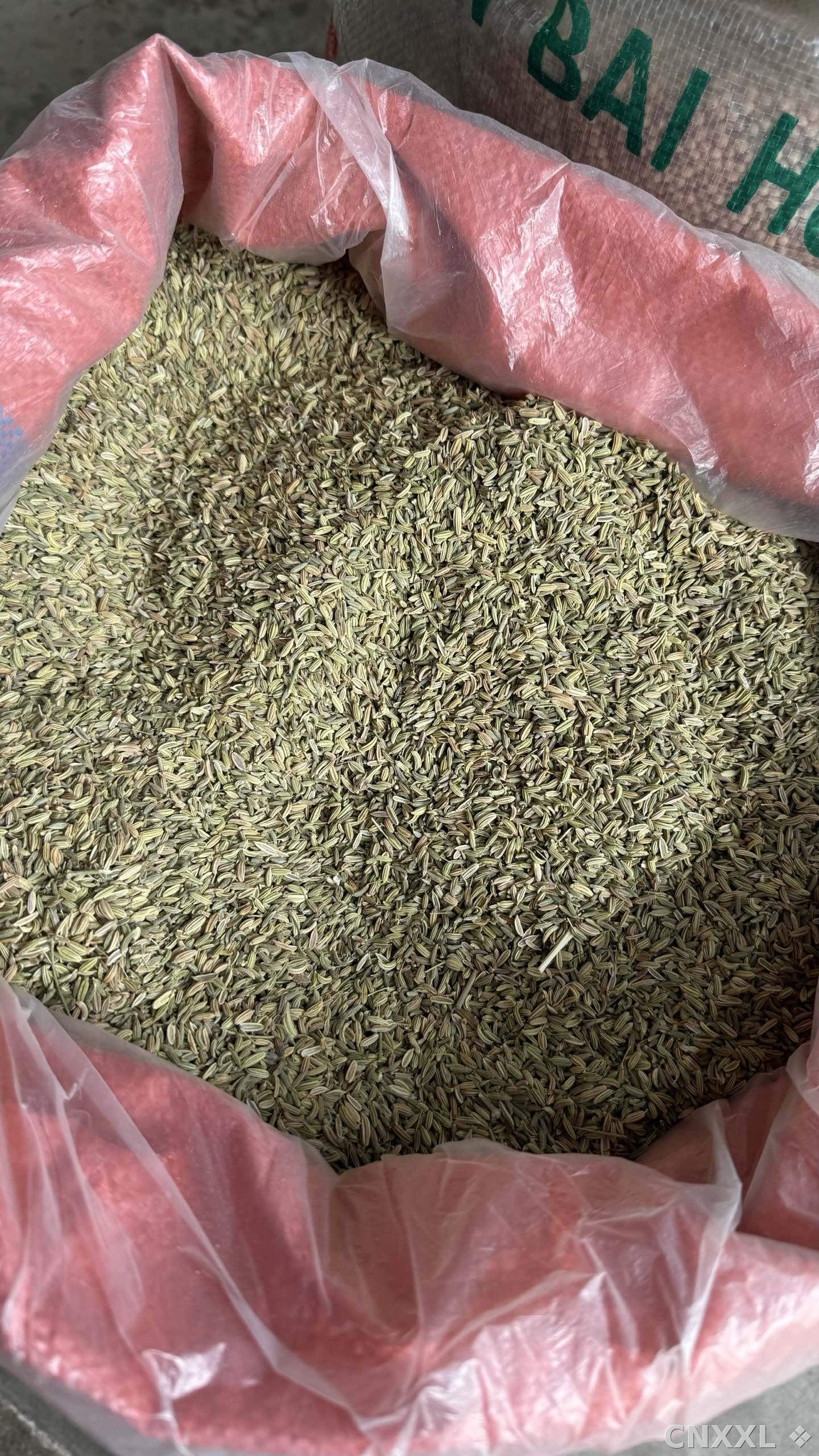 spice_19420_e7c8424d_3.jpg