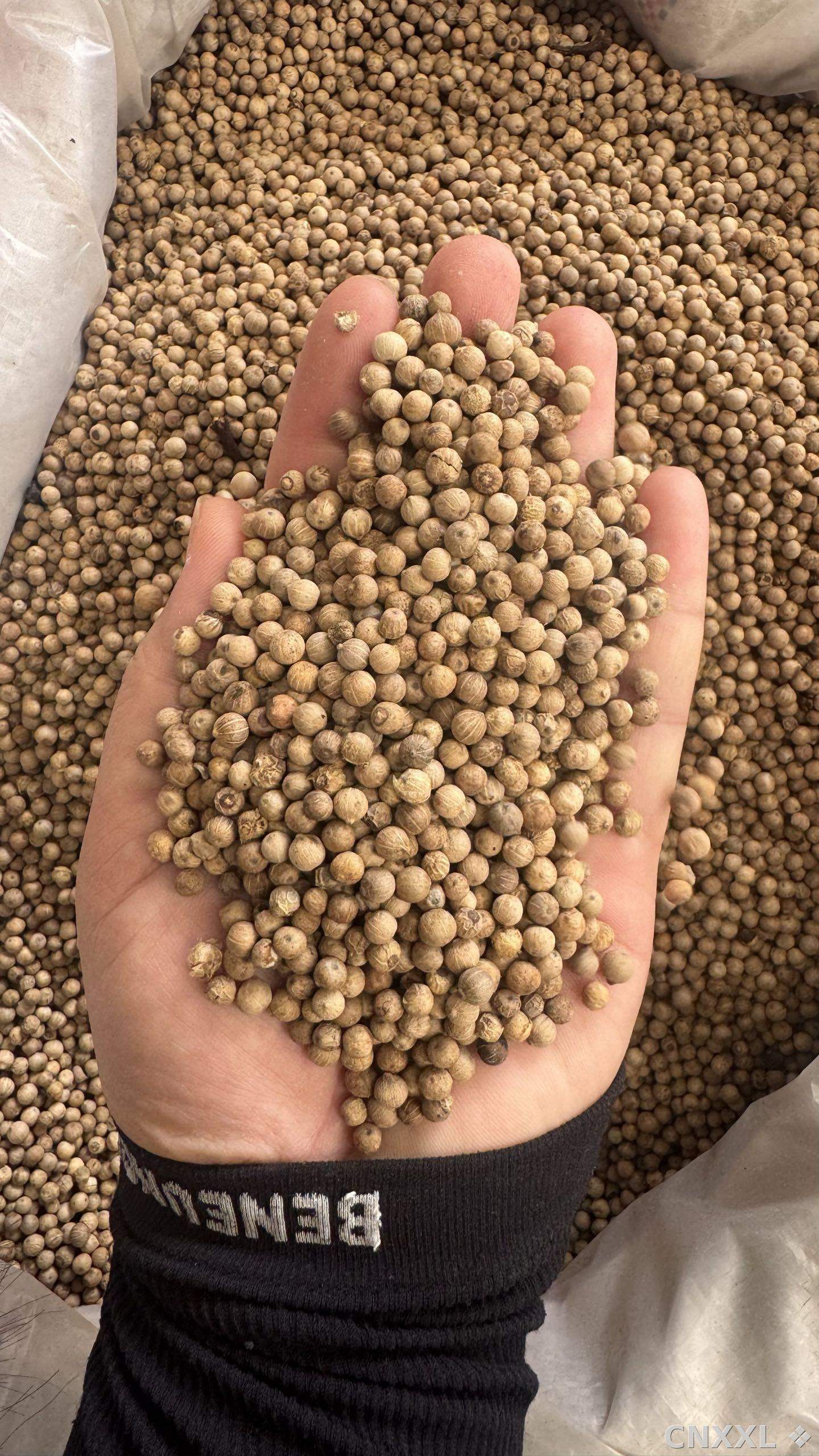 spice_19949_02dccce1_2.jpg