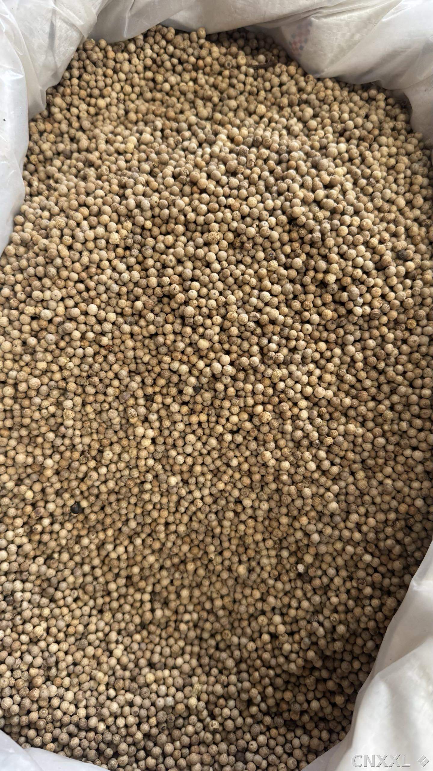 spice_19949_55941462_3.jpg
