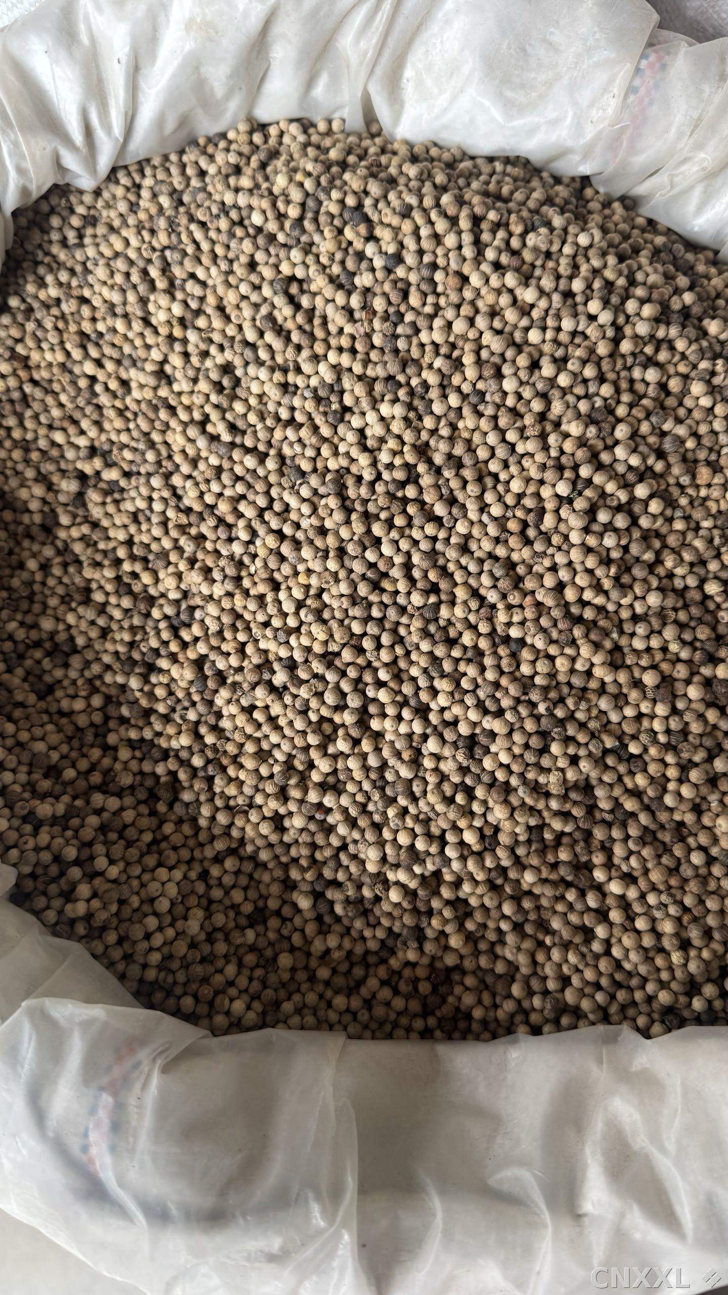 spice_2164955_624cebcc_3.jpg