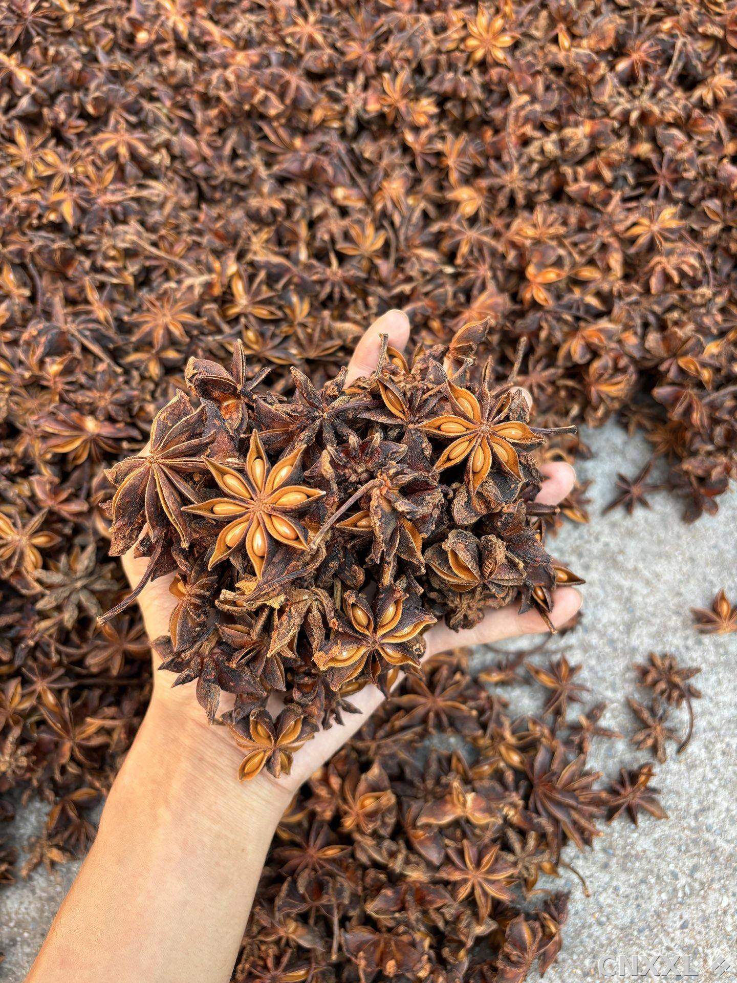 spice_2251561_5e10859b_1.jpg