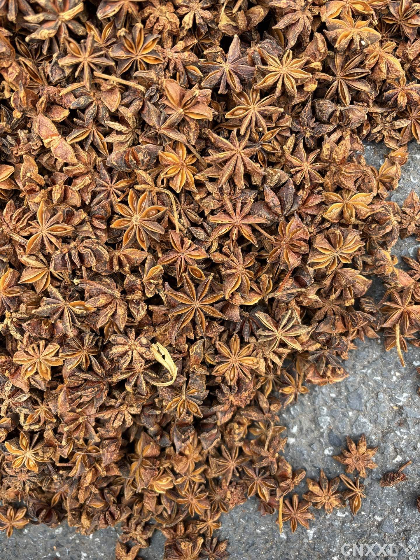 spice_2251563_ec841ebc_3.jpg