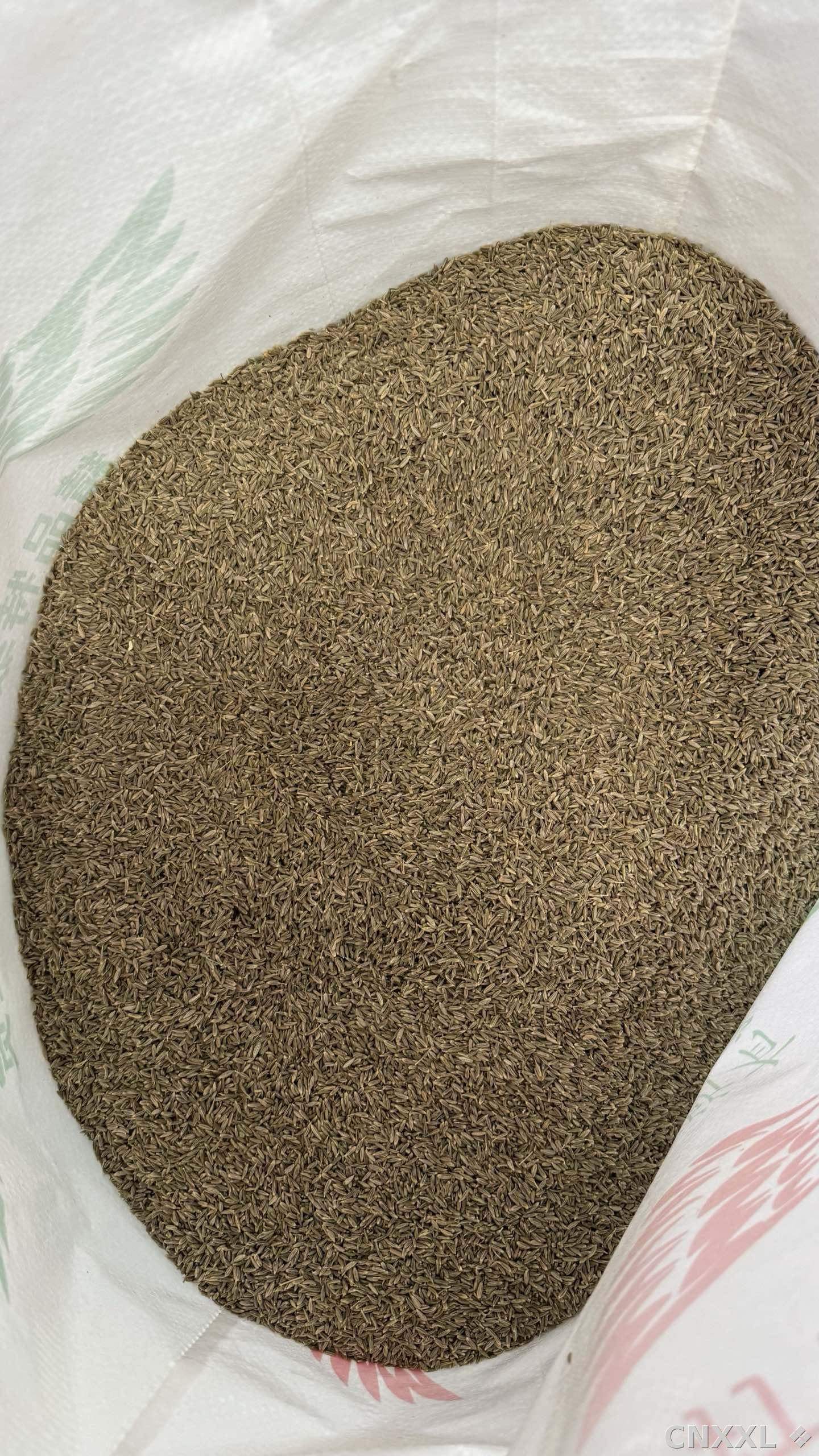 spice_2256632_a43c6194_2.jpg