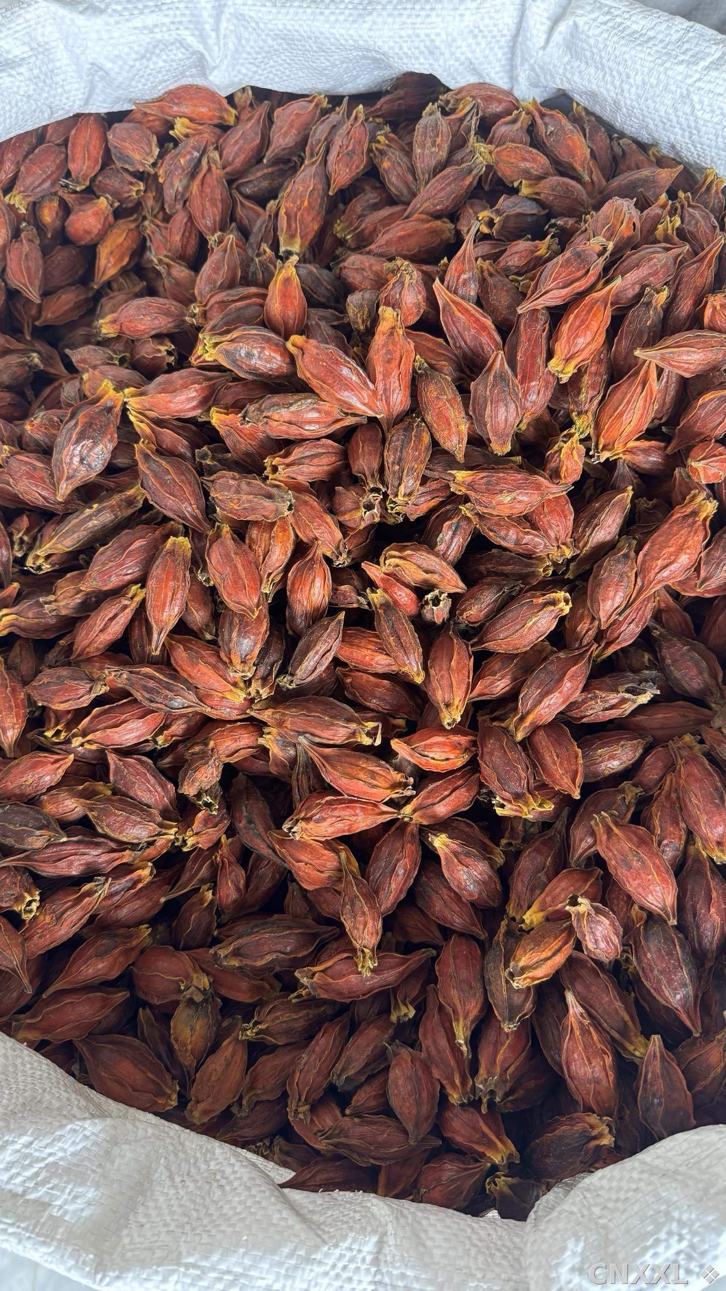 spice_22839_06ad6990_3.jpg