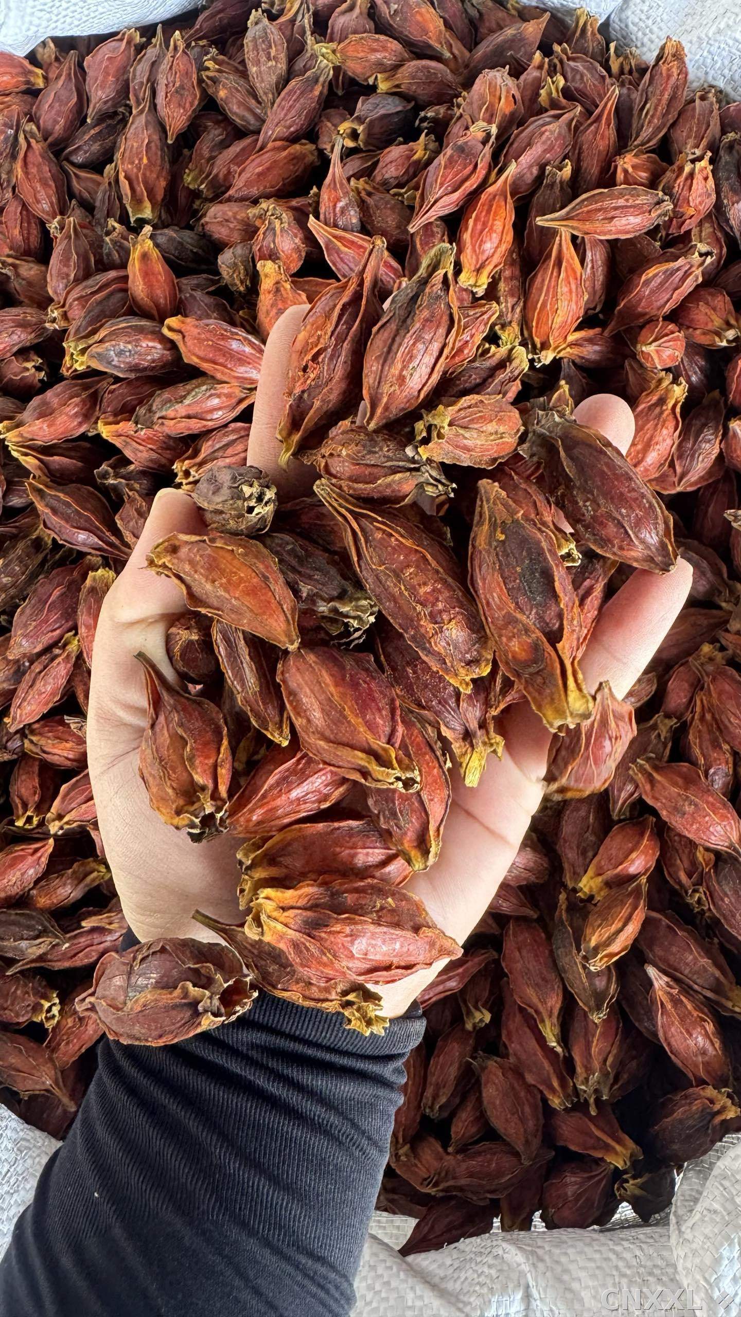spice_22839_9fa02f55_1.jpg