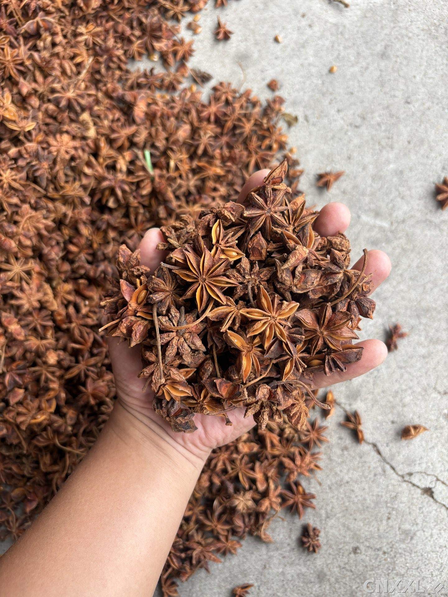 spice_2353041_ece8b1ab_1.jpg