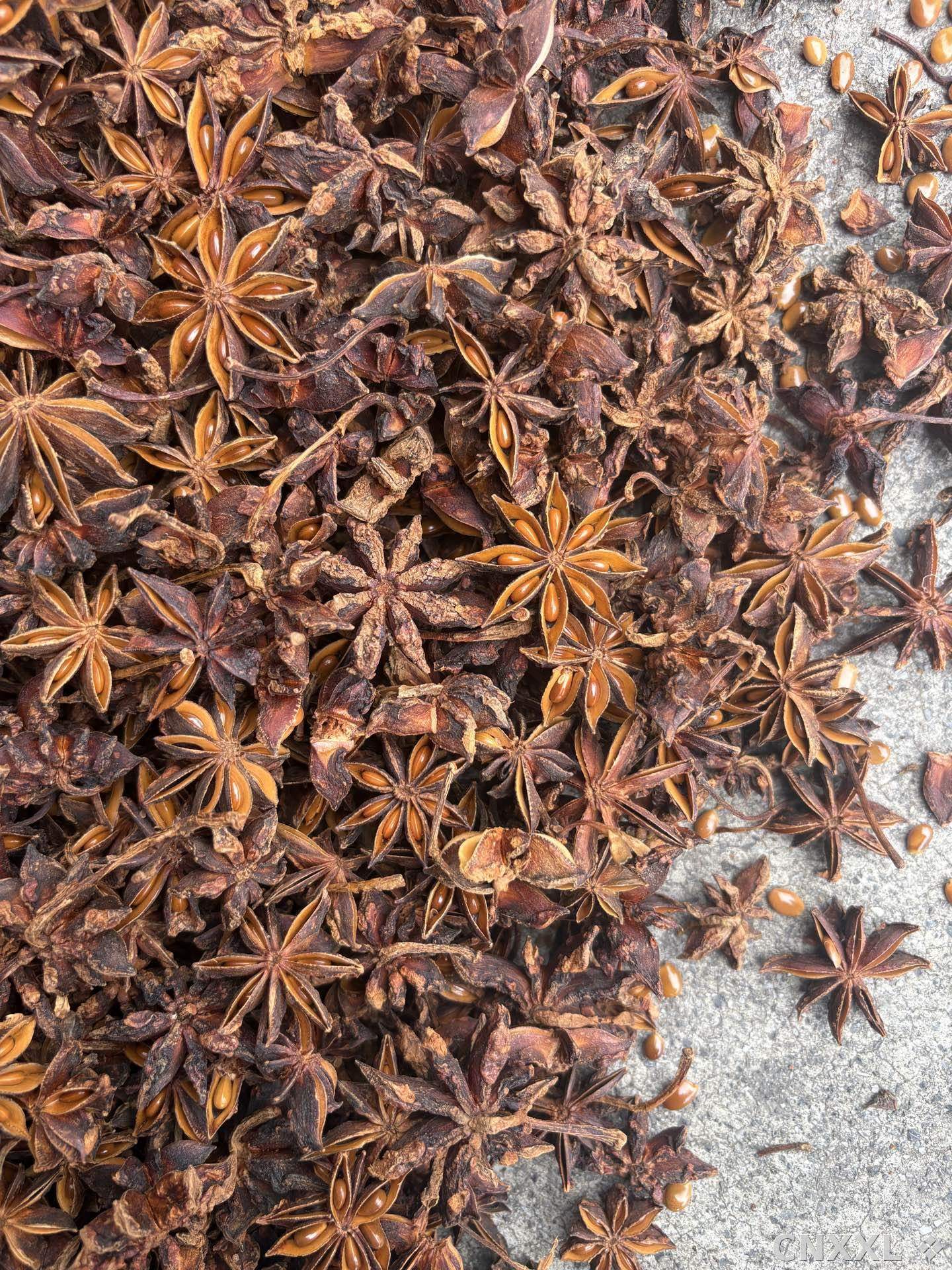 spice_2449413_2f02ca35_3.jpg