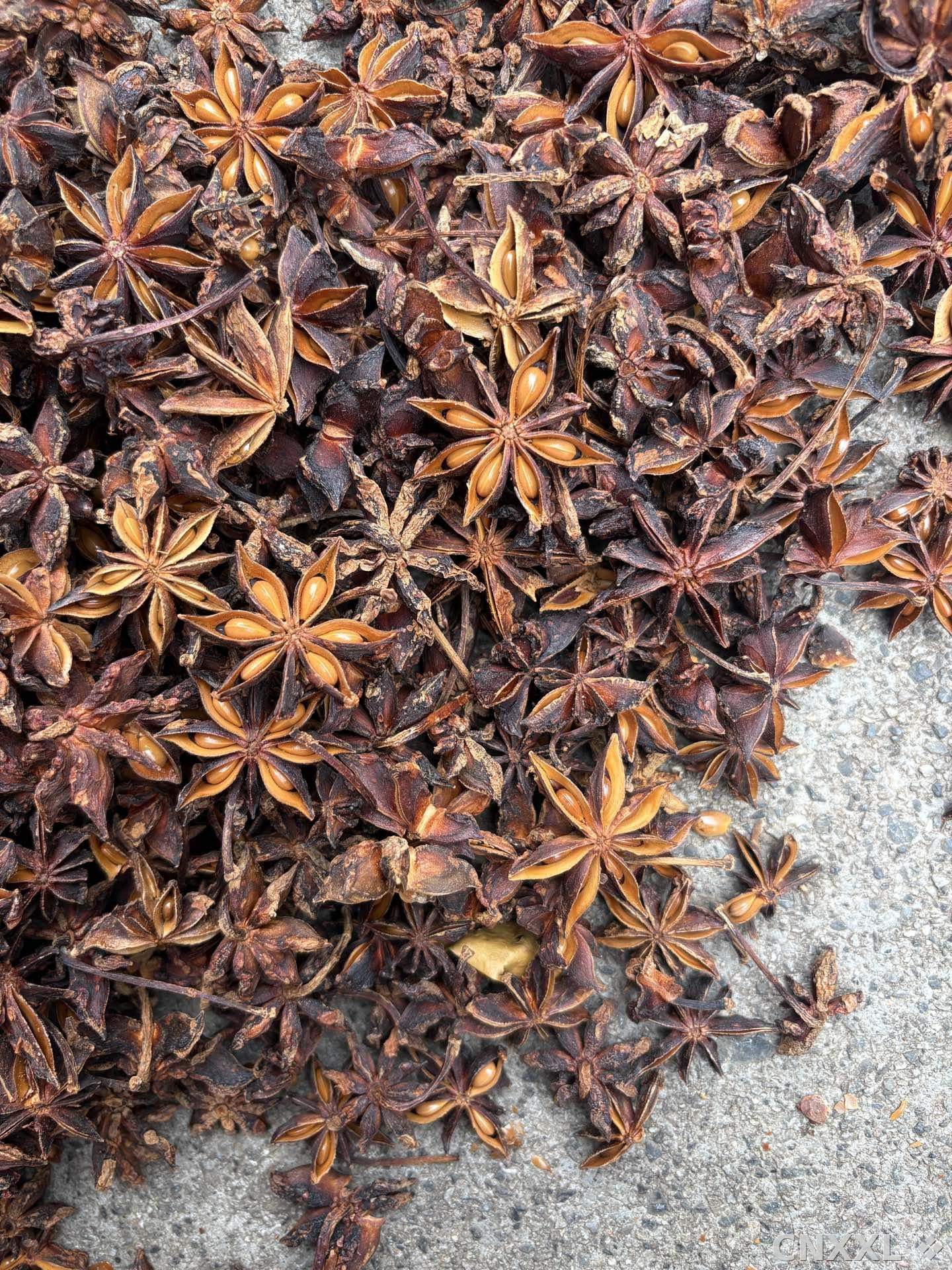 spice_2454489_721d3563_3.jpg