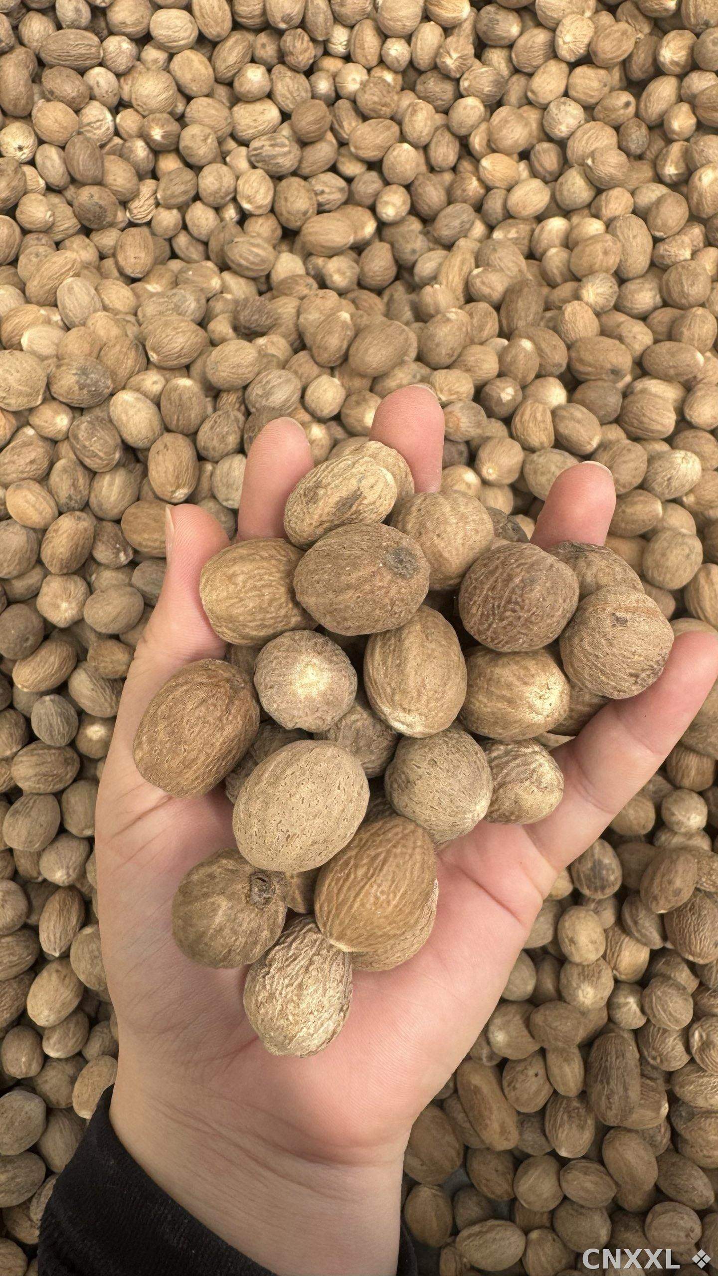 spice_2459533_9cf42a8c_2.jpg