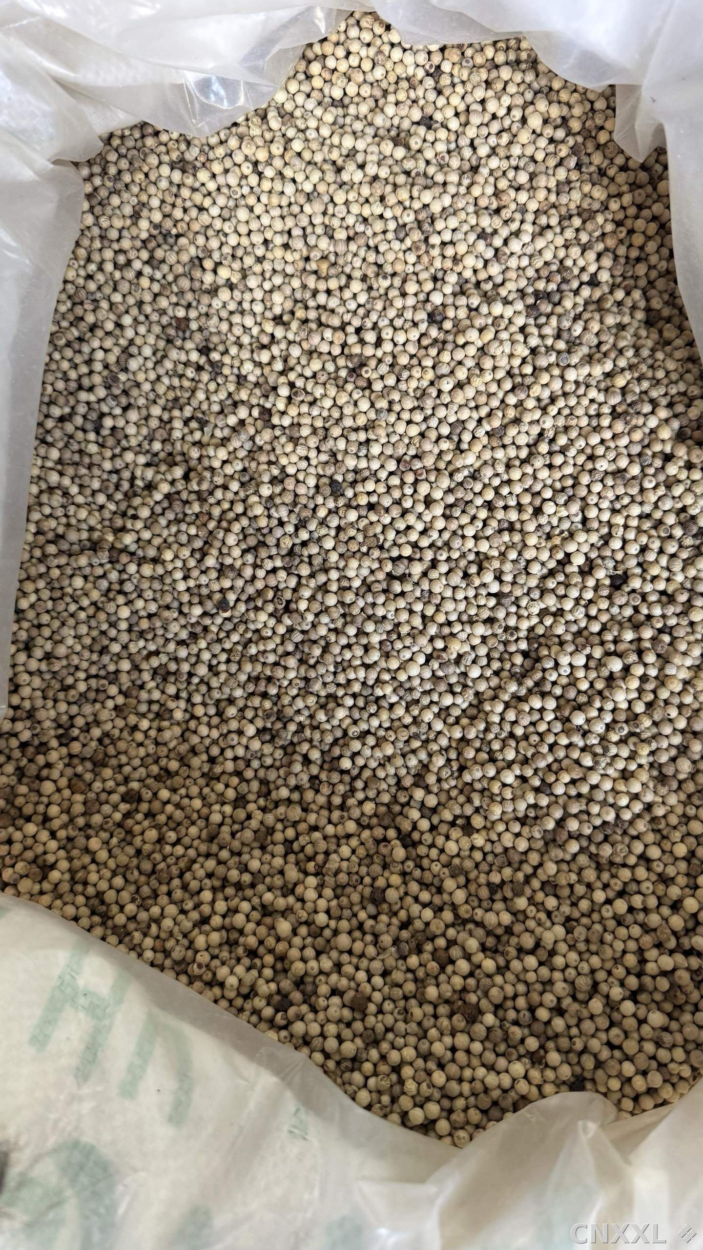 spice_25182_7aae4e88_3.jpg
