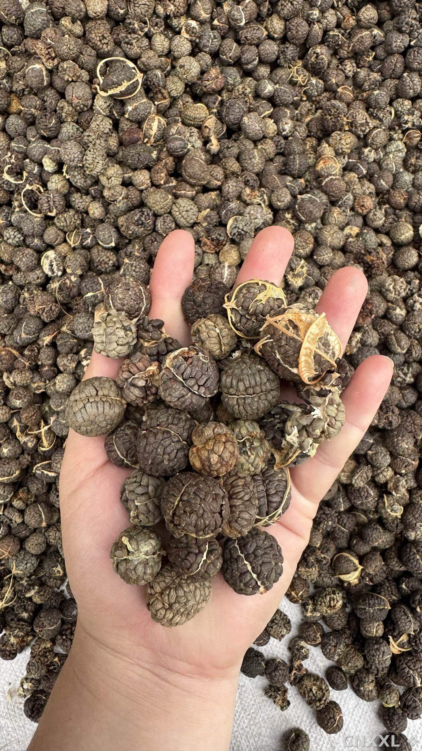 spice_2560873_8751ca8e_1.jpg