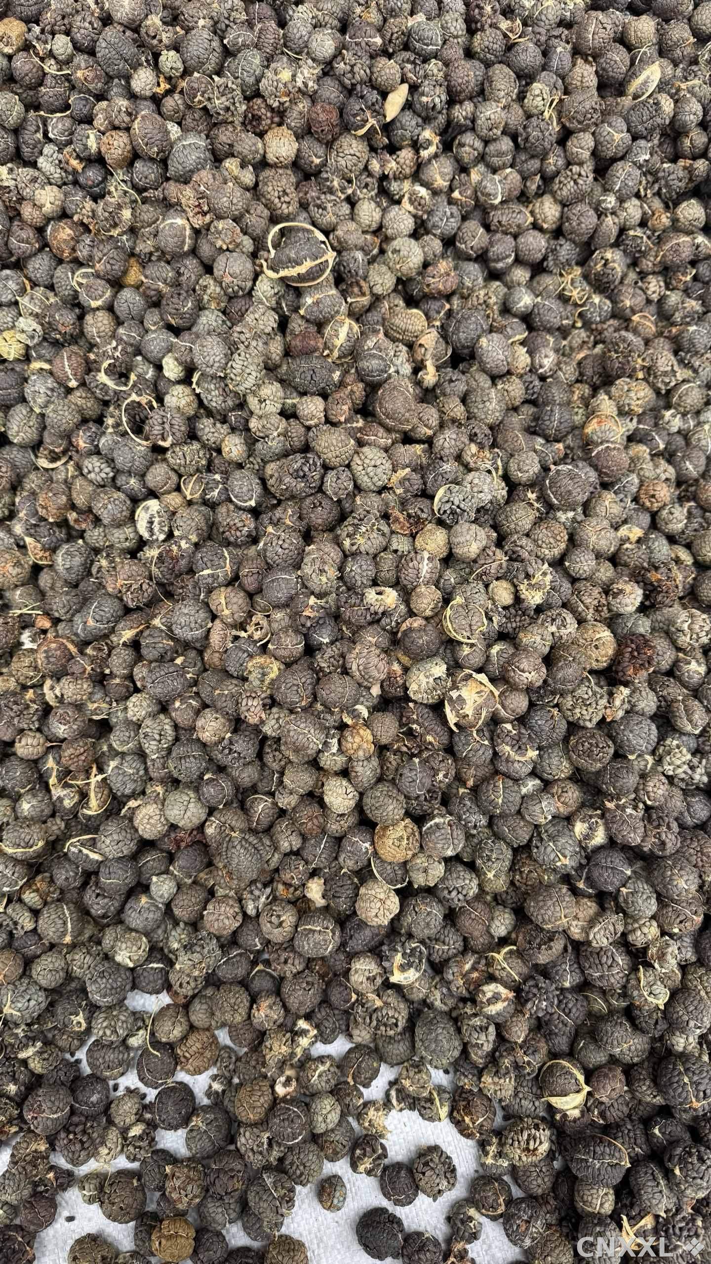 spice_2560873_e0dd35c5_3.jpg