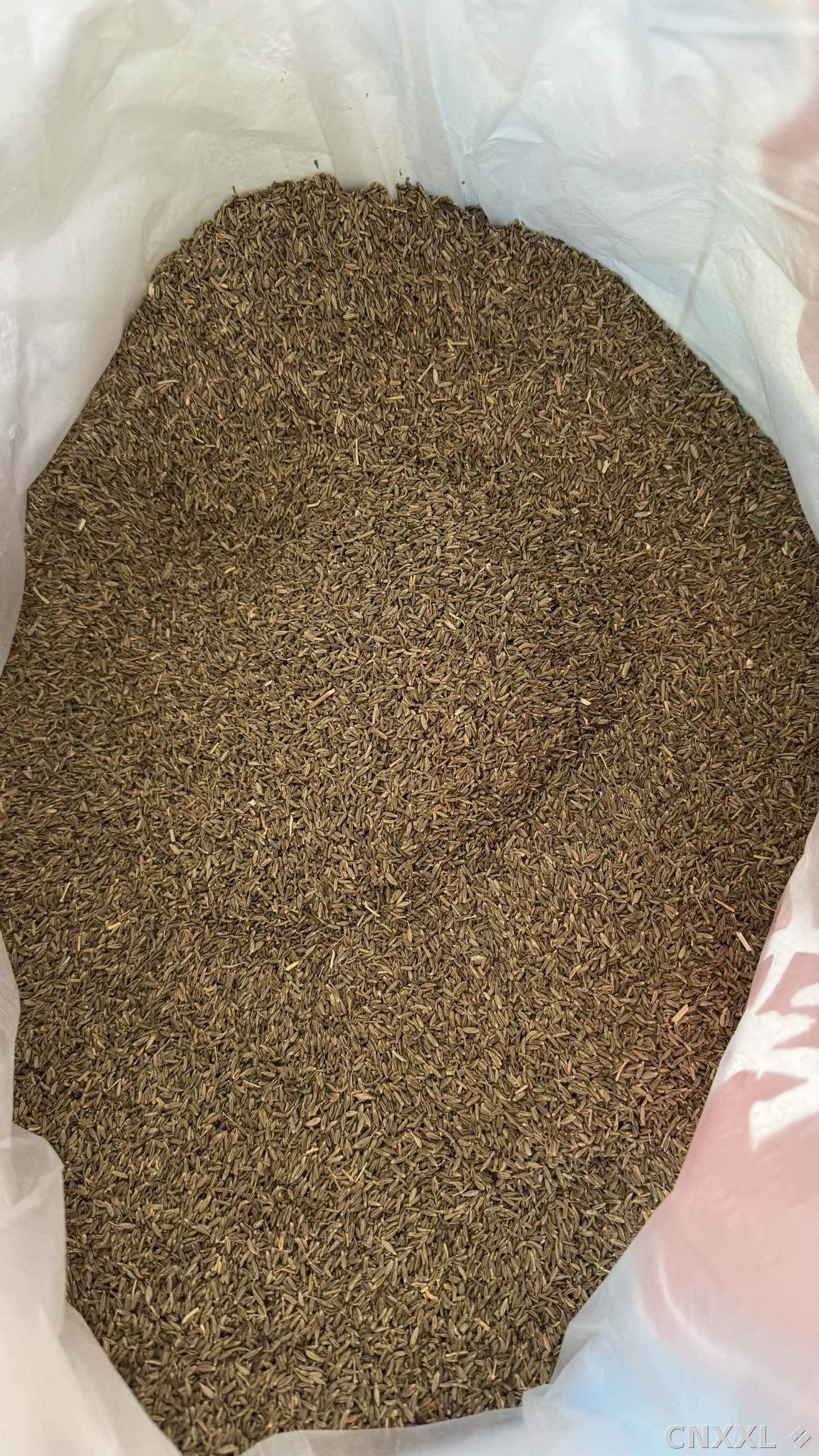 spice_2560874_4ee3dba1_2.jpg