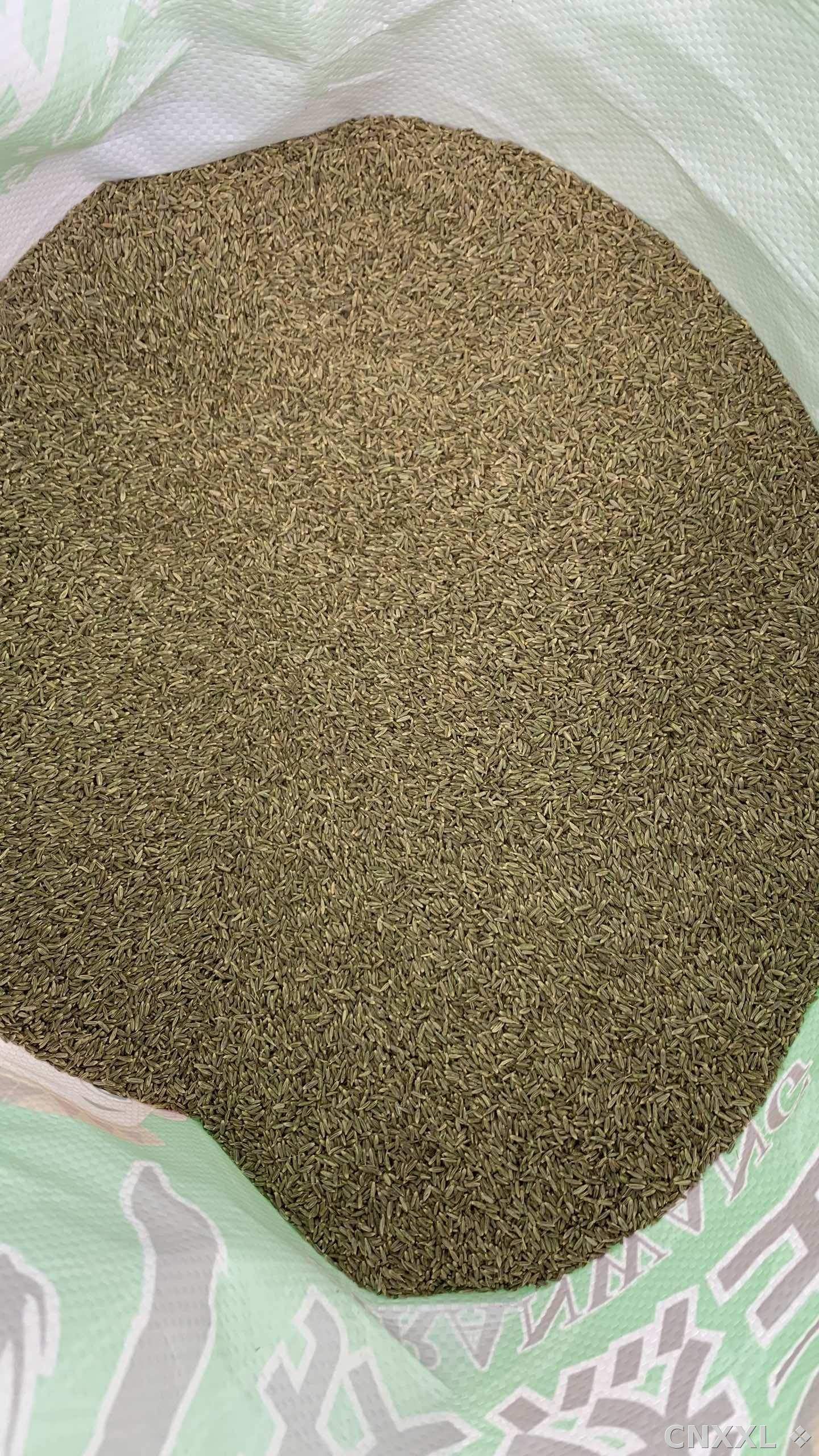 spice_2560877_98fd9c25_2.jpg
