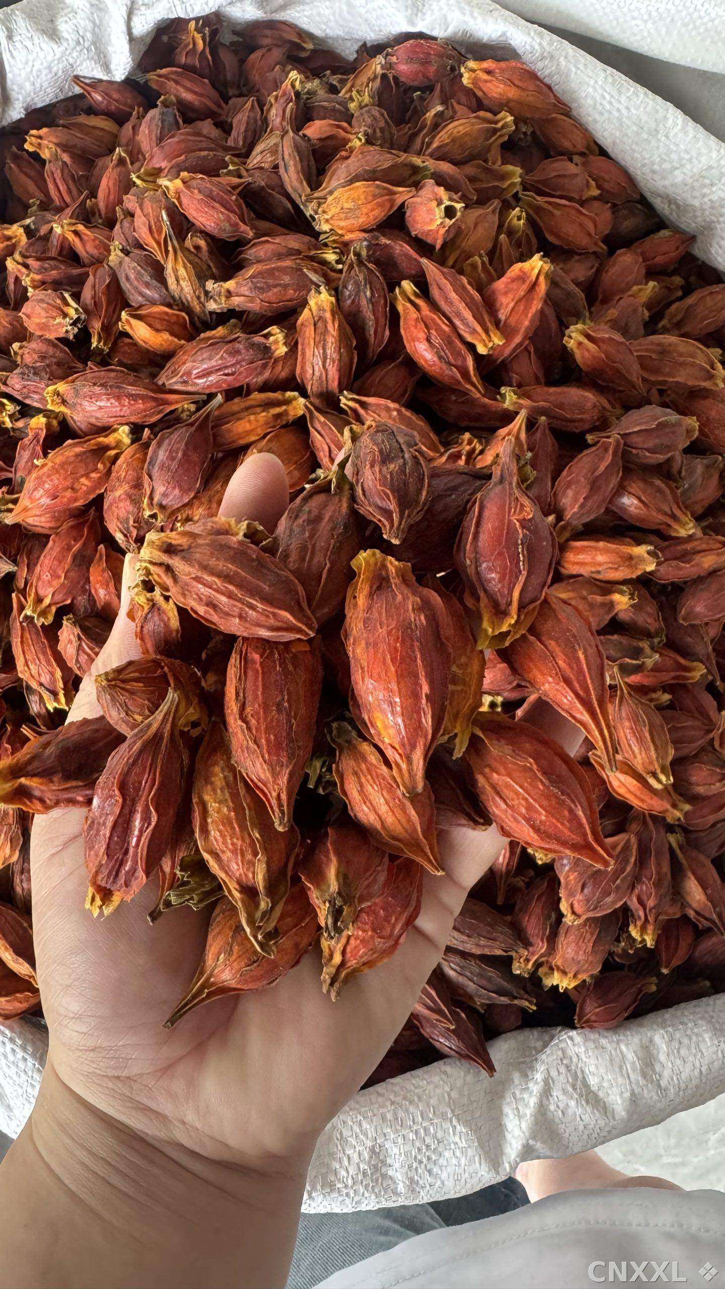spice_2560897_e195389f_1.jpg