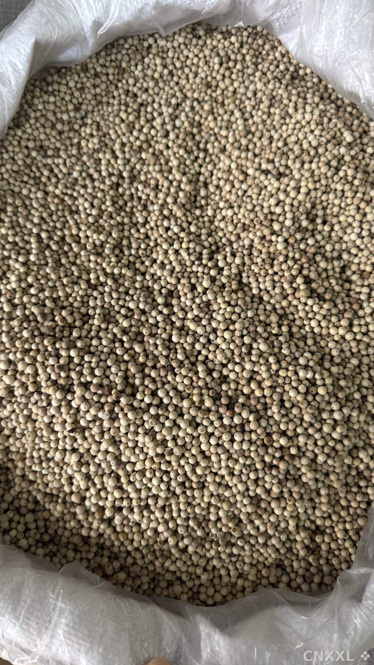spice_25938_75c87ee9_2.jpg