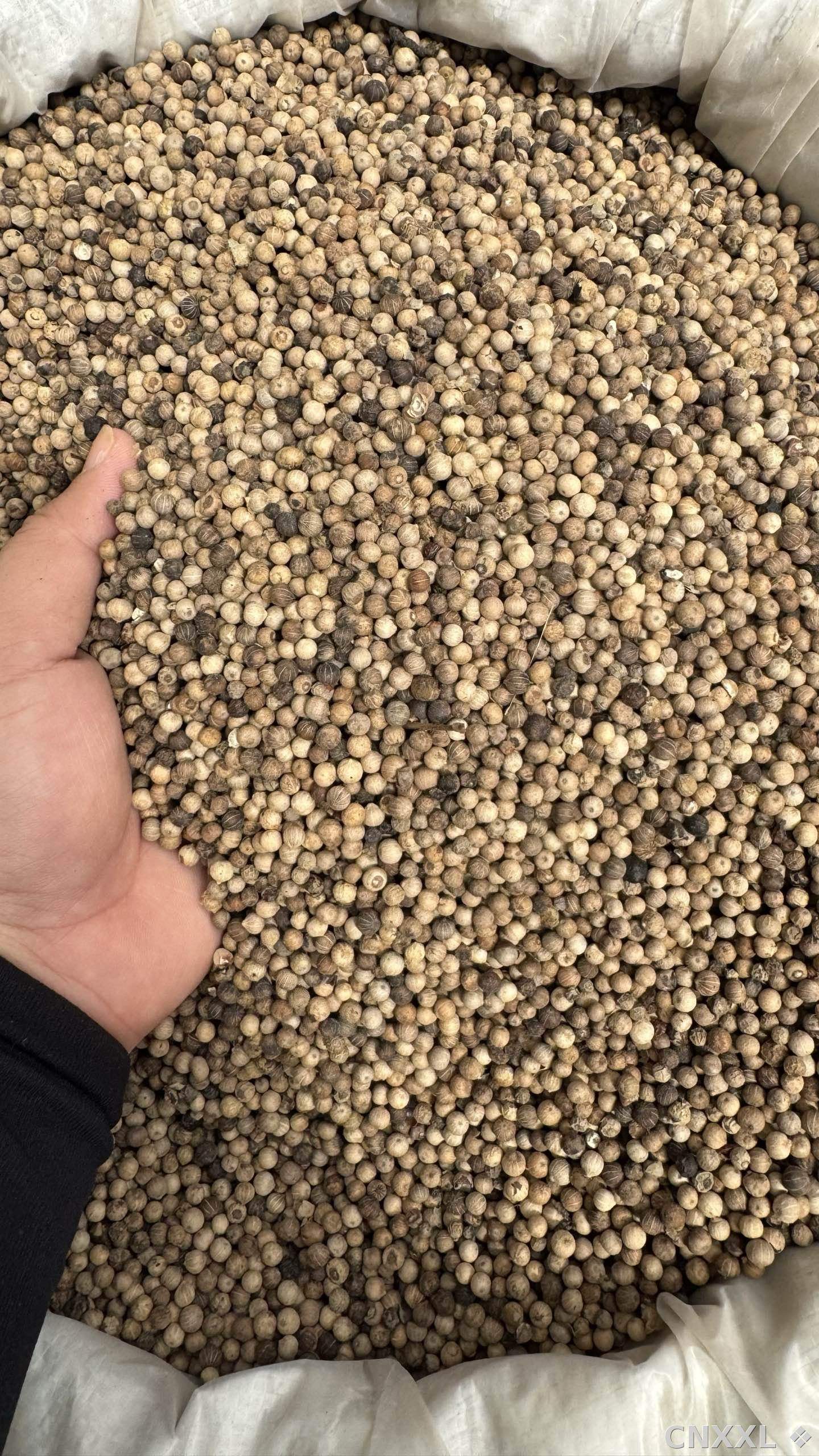 spice_25976_5f3c608a_3.jpg