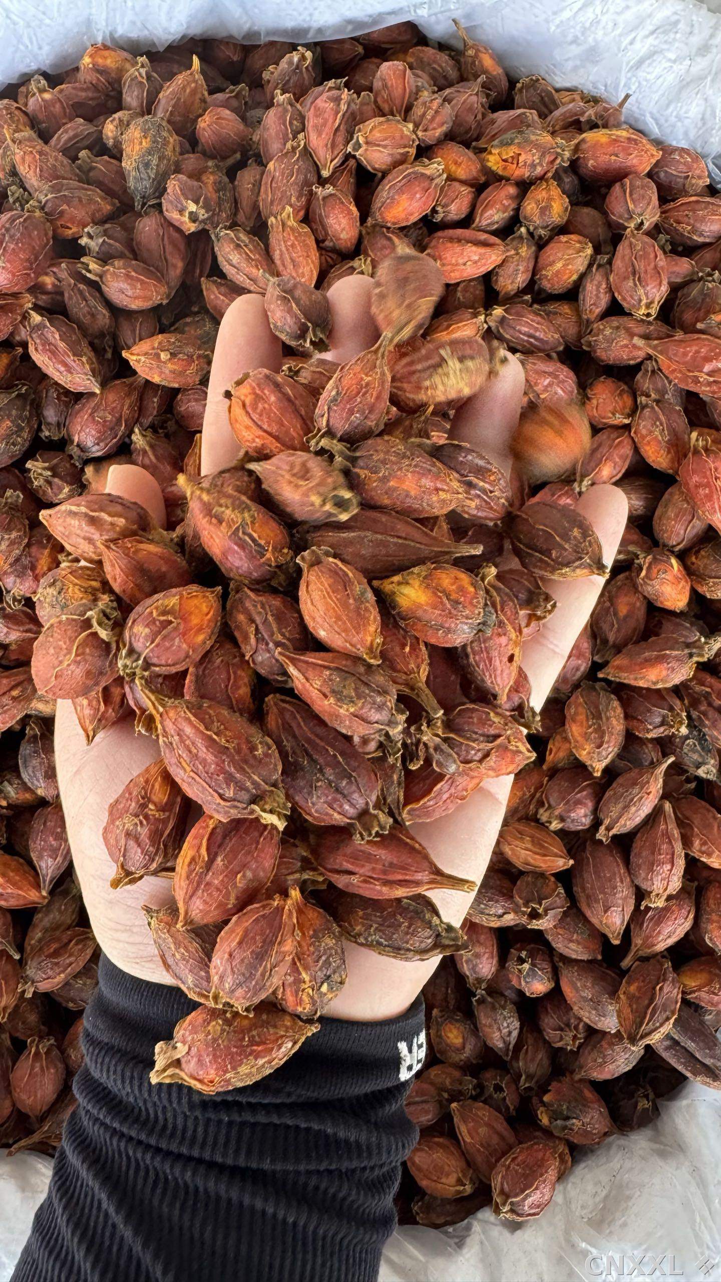 spice_2762_b4ae7cfc_1.jpg