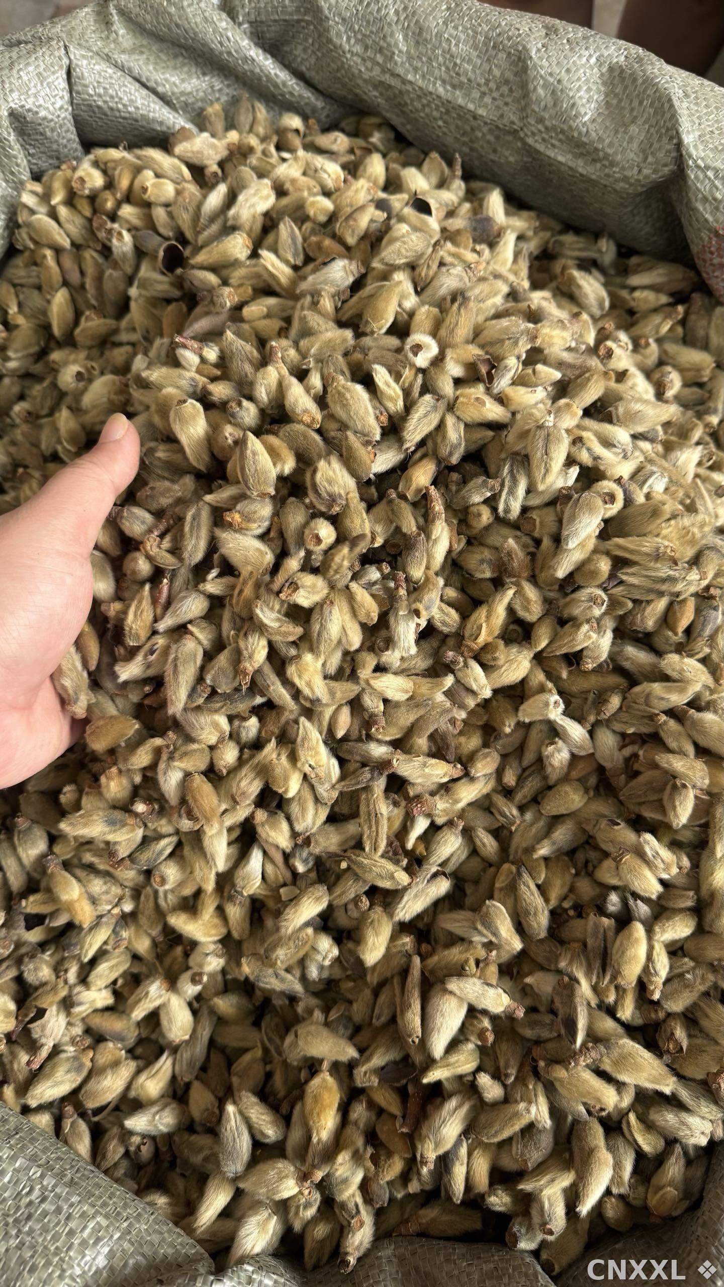 spice_2768778_0cf513db_3.jpg