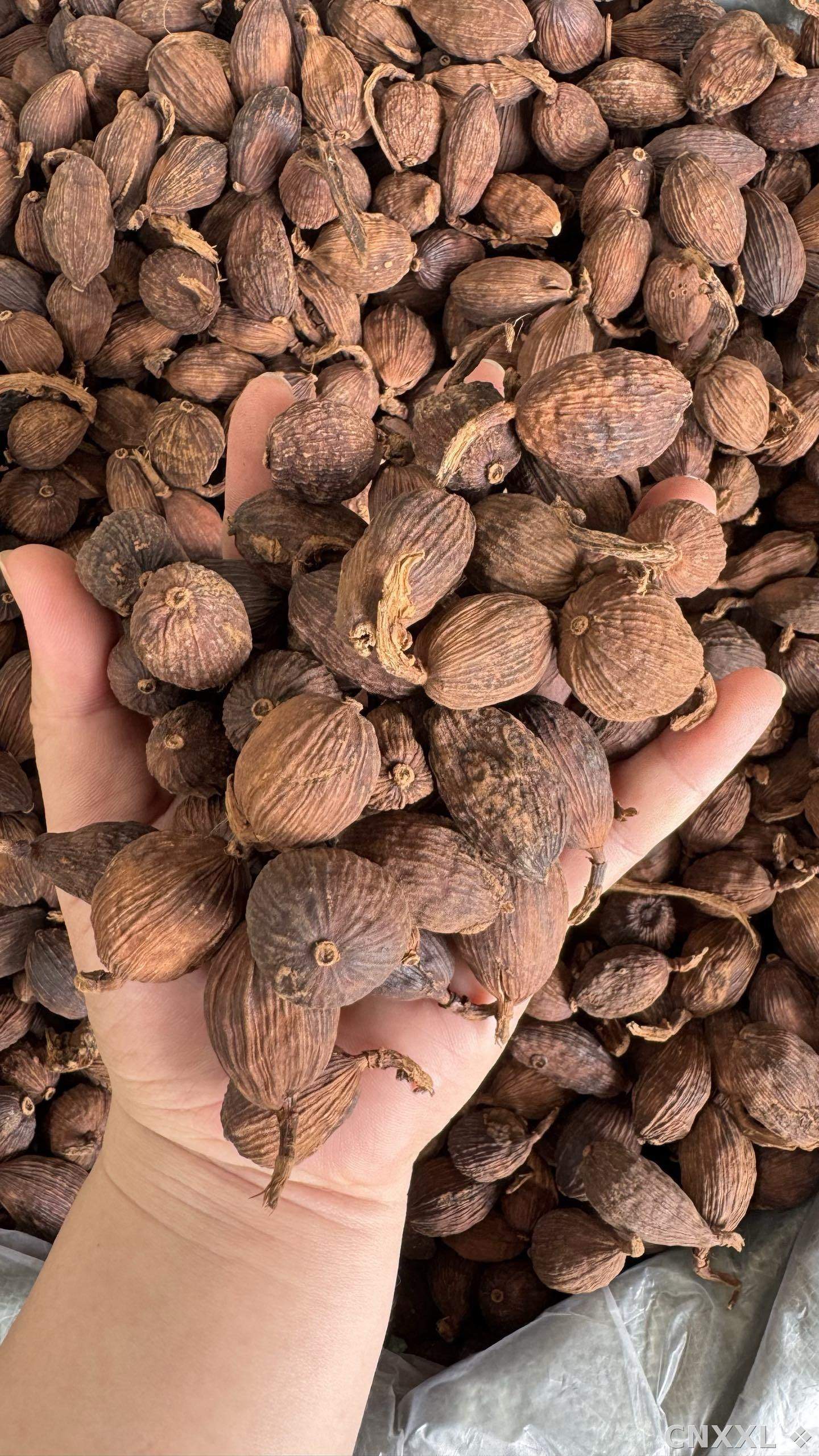 spice_2865125_4da74d4e_2.jpg