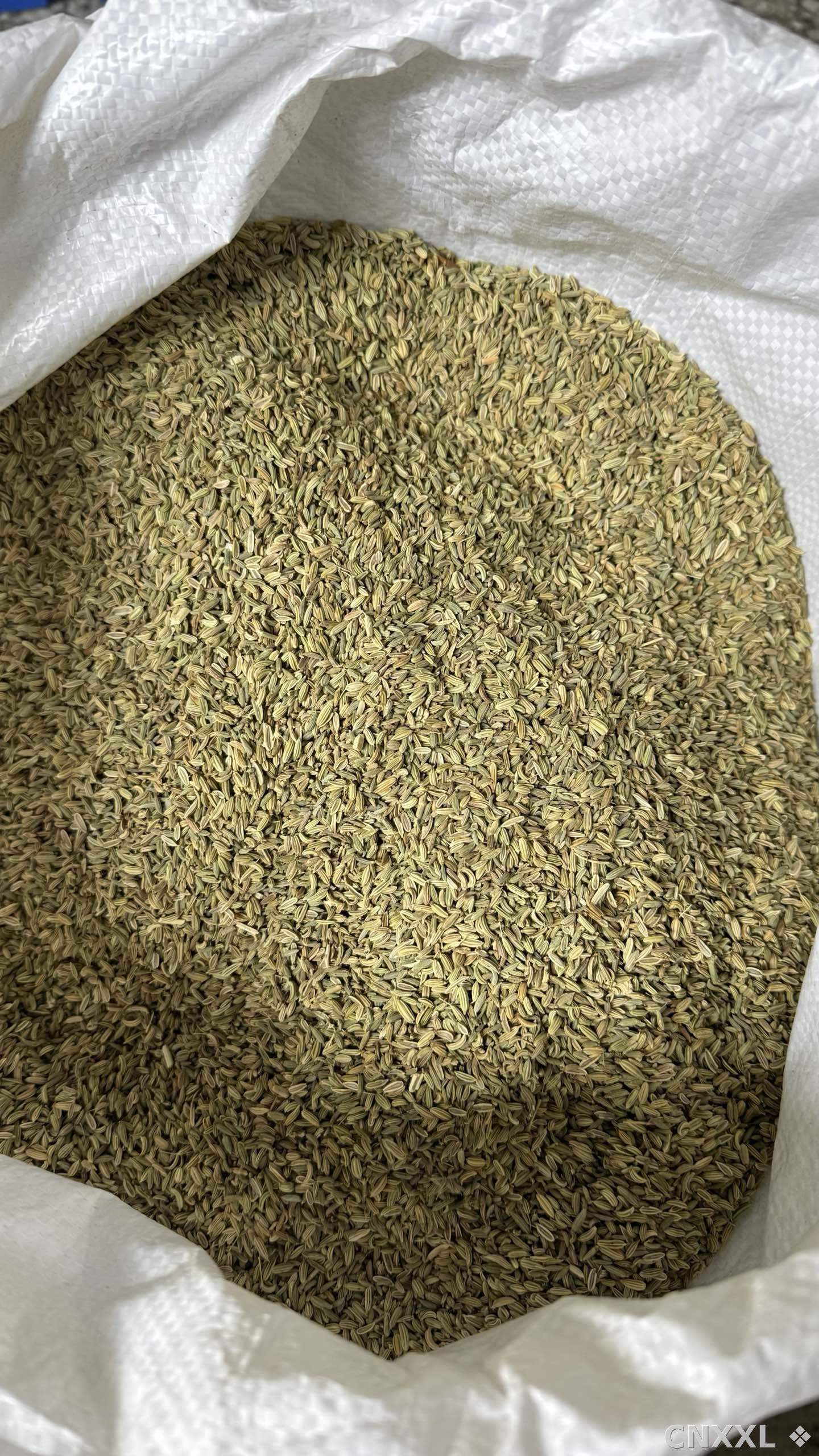 spice_2880336_22404dcb_3.jpg